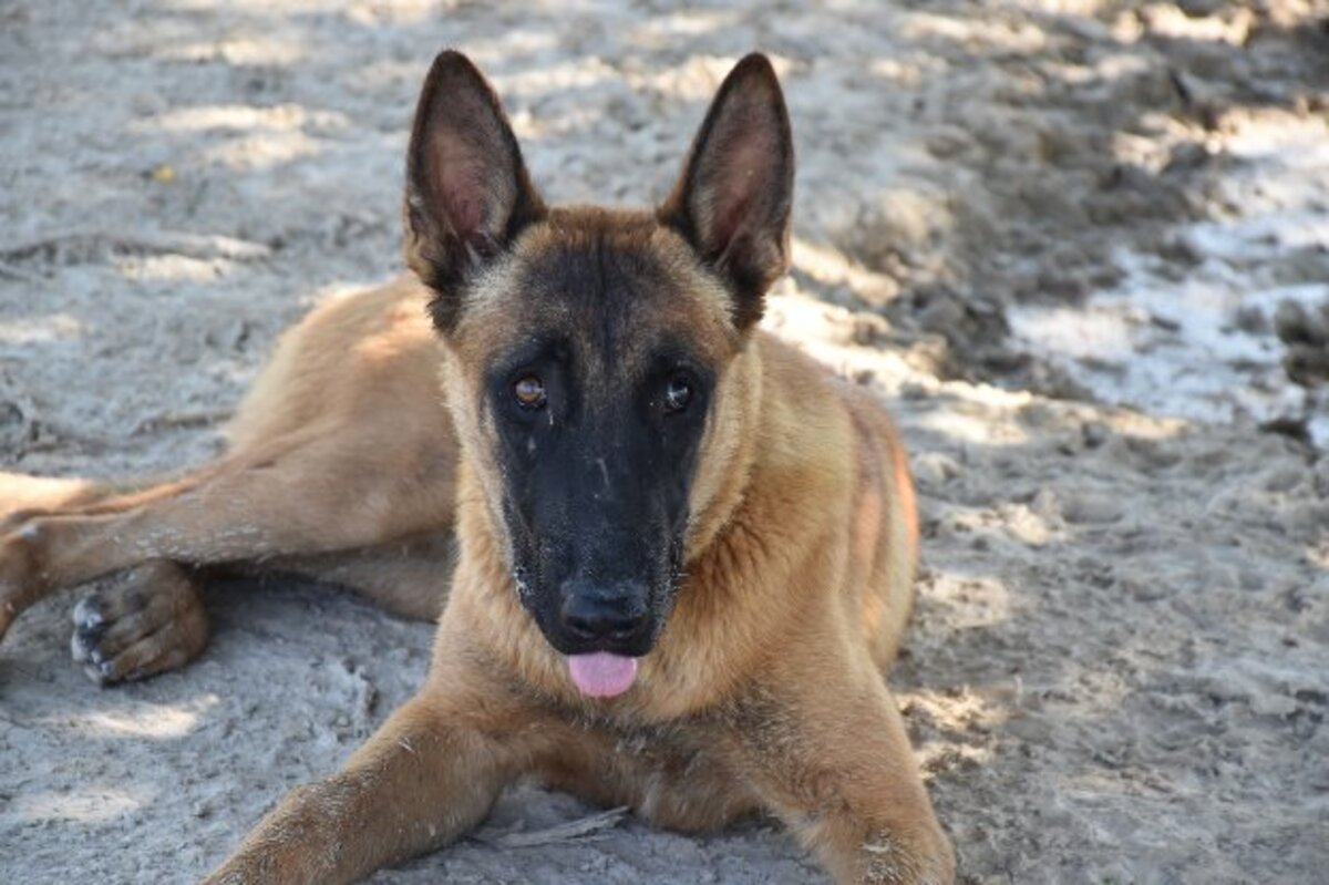 Adoption Blu