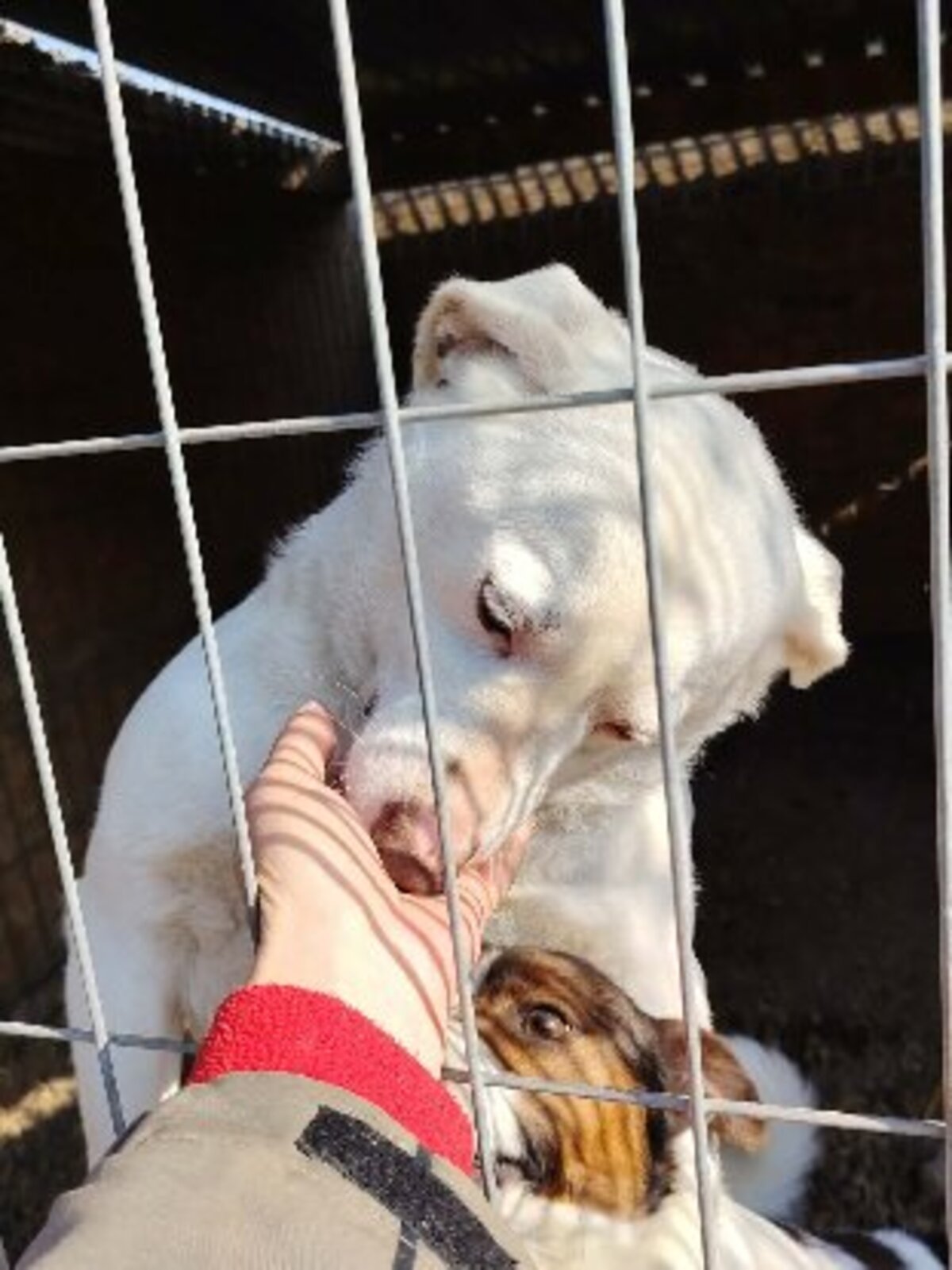 Adoption Blue Eyes