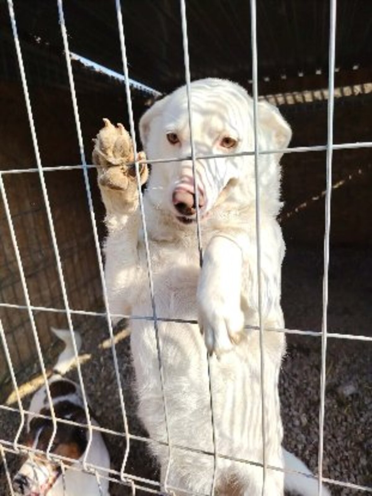 Adoption Blue Eyes