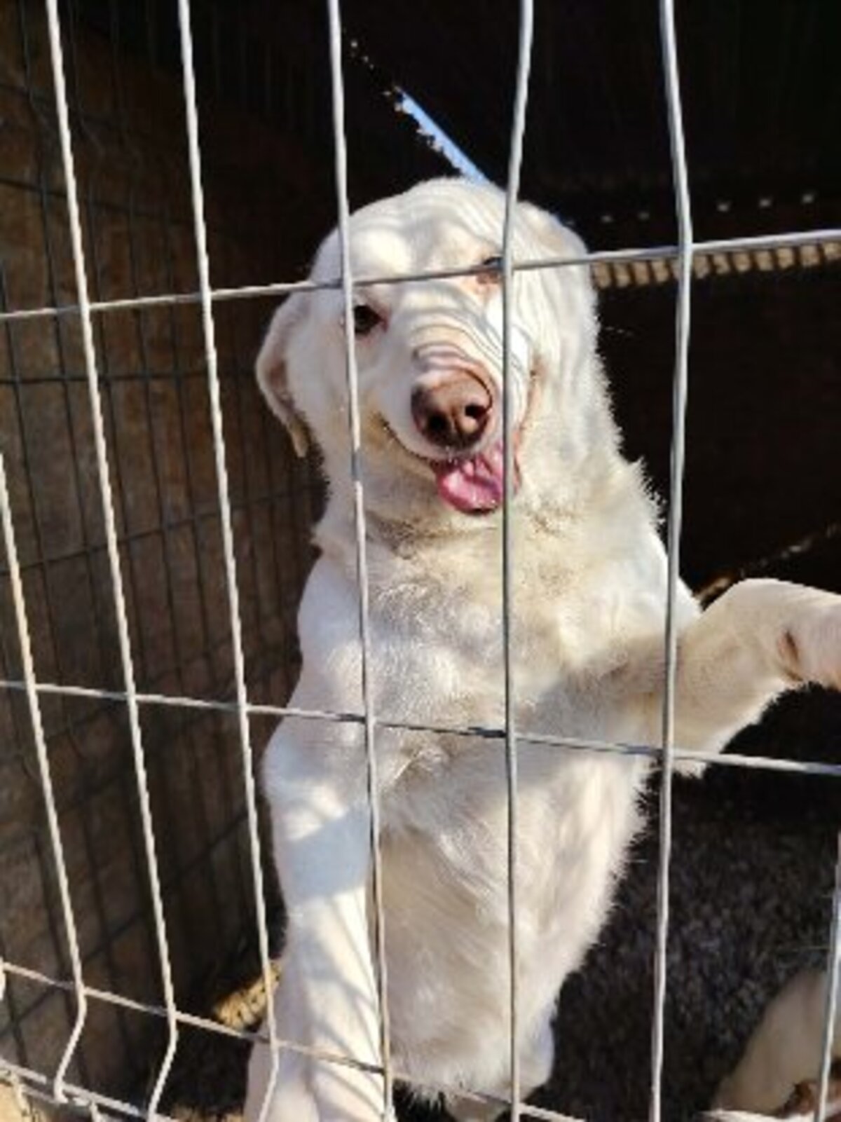 Adoption Blue Eyes