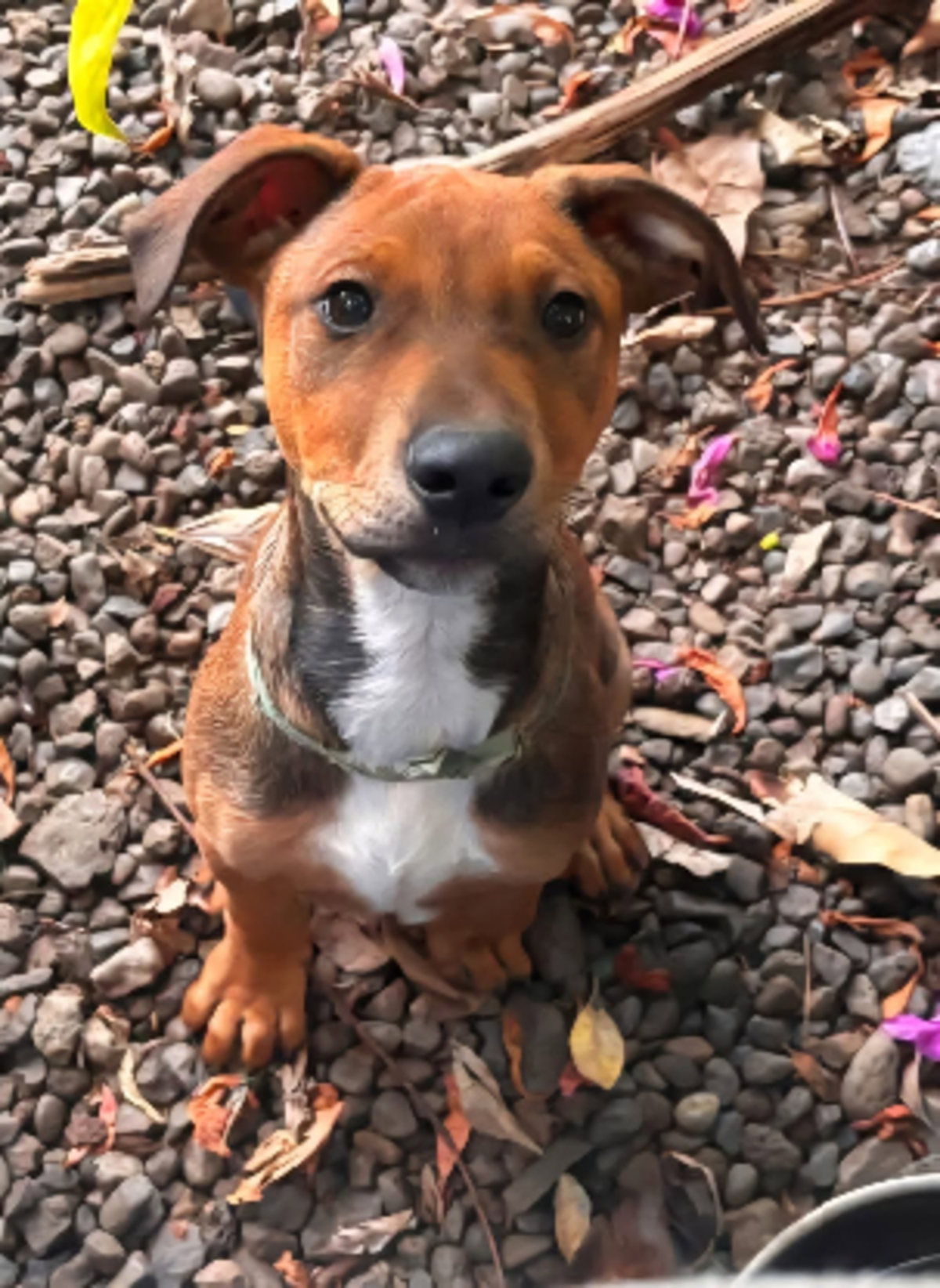 Adoption Blue