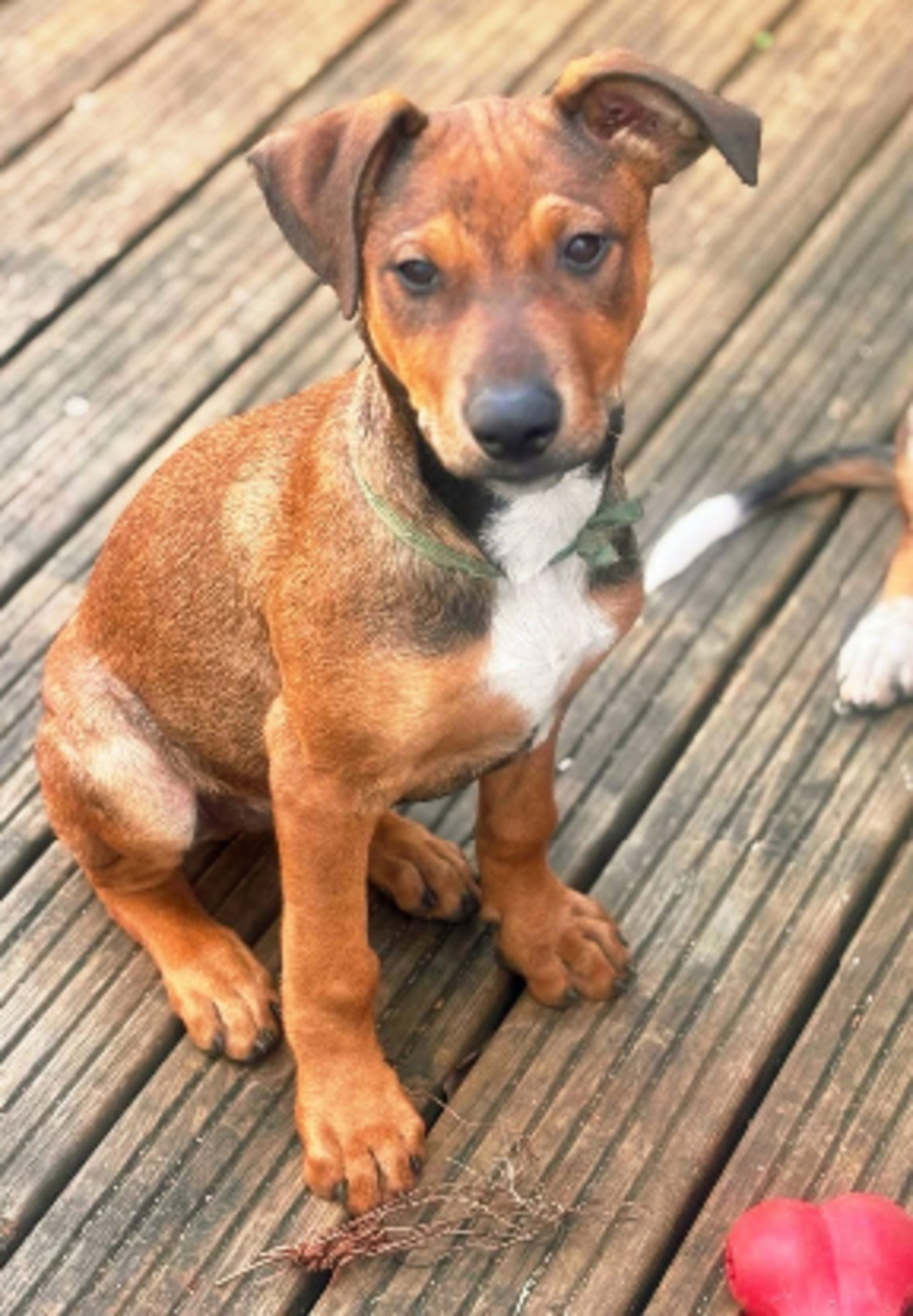 Adoption Blue