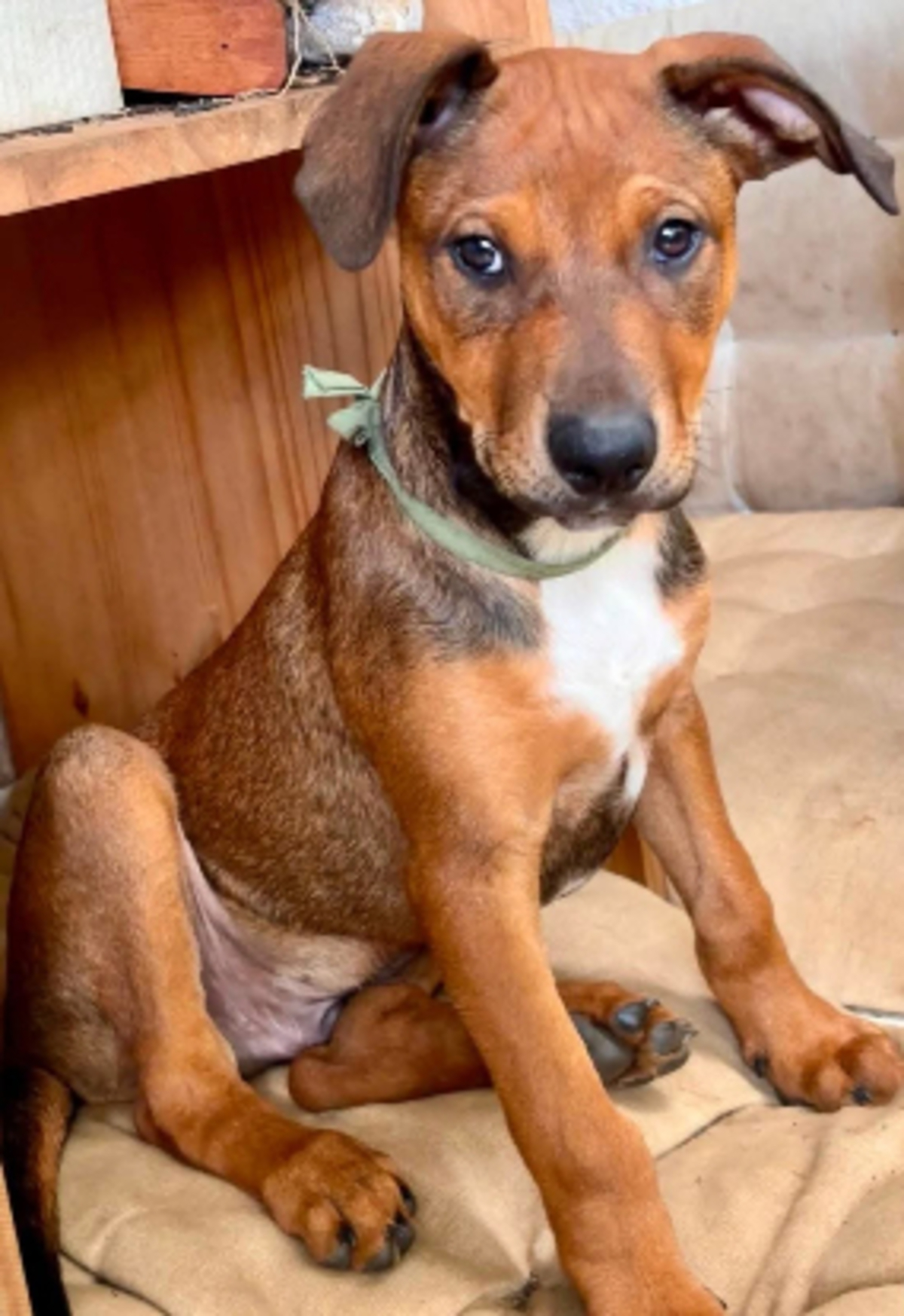 Adoption Blue