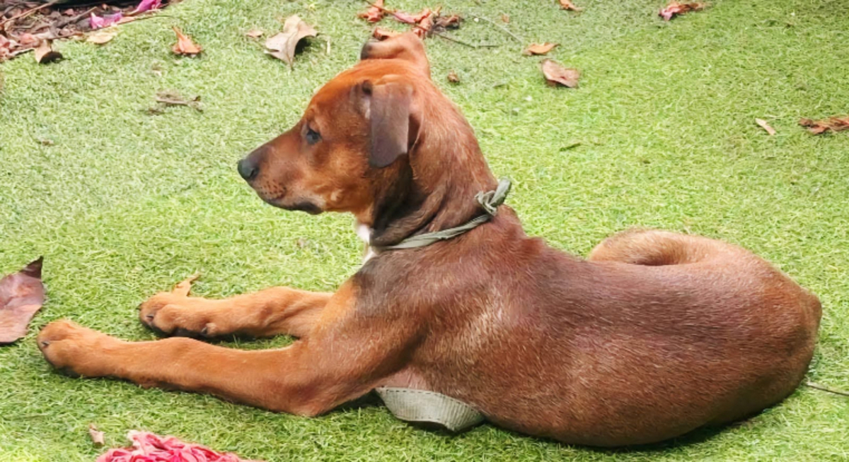 Adoption Blue