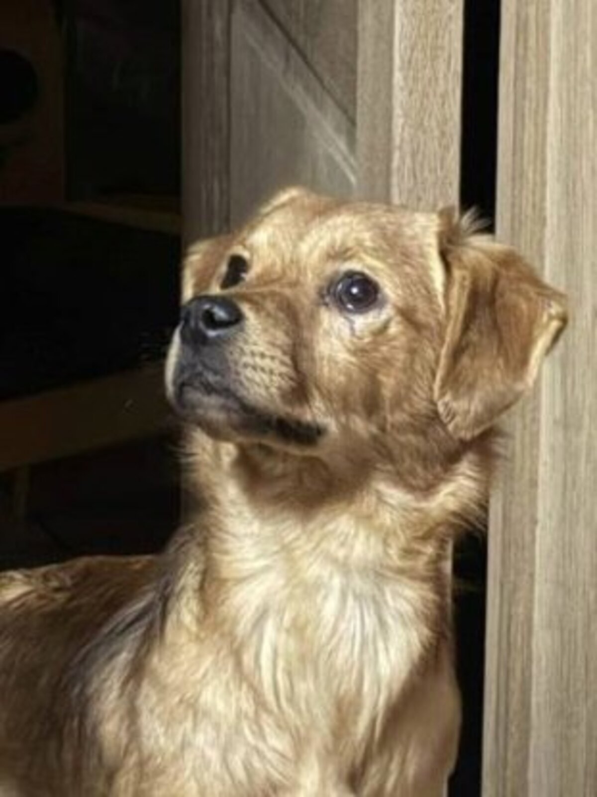 Adoption Bluette