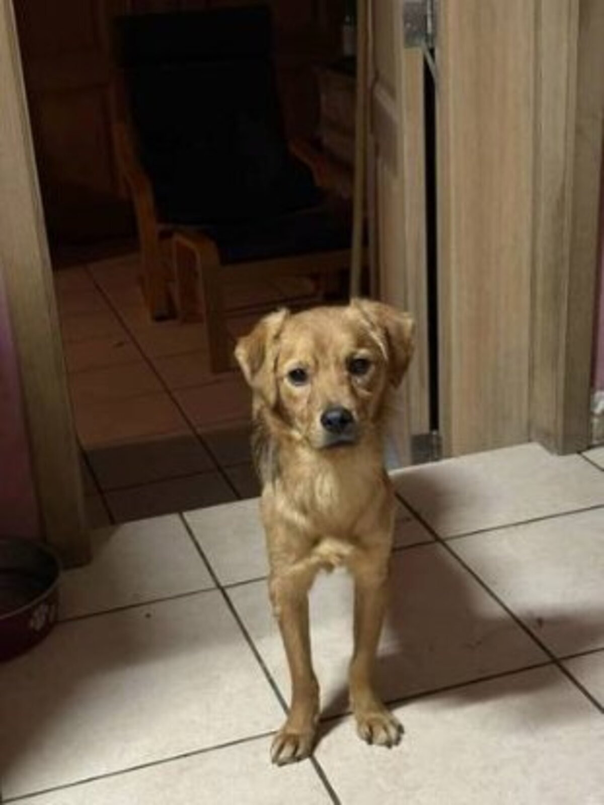 Adoption Bluette