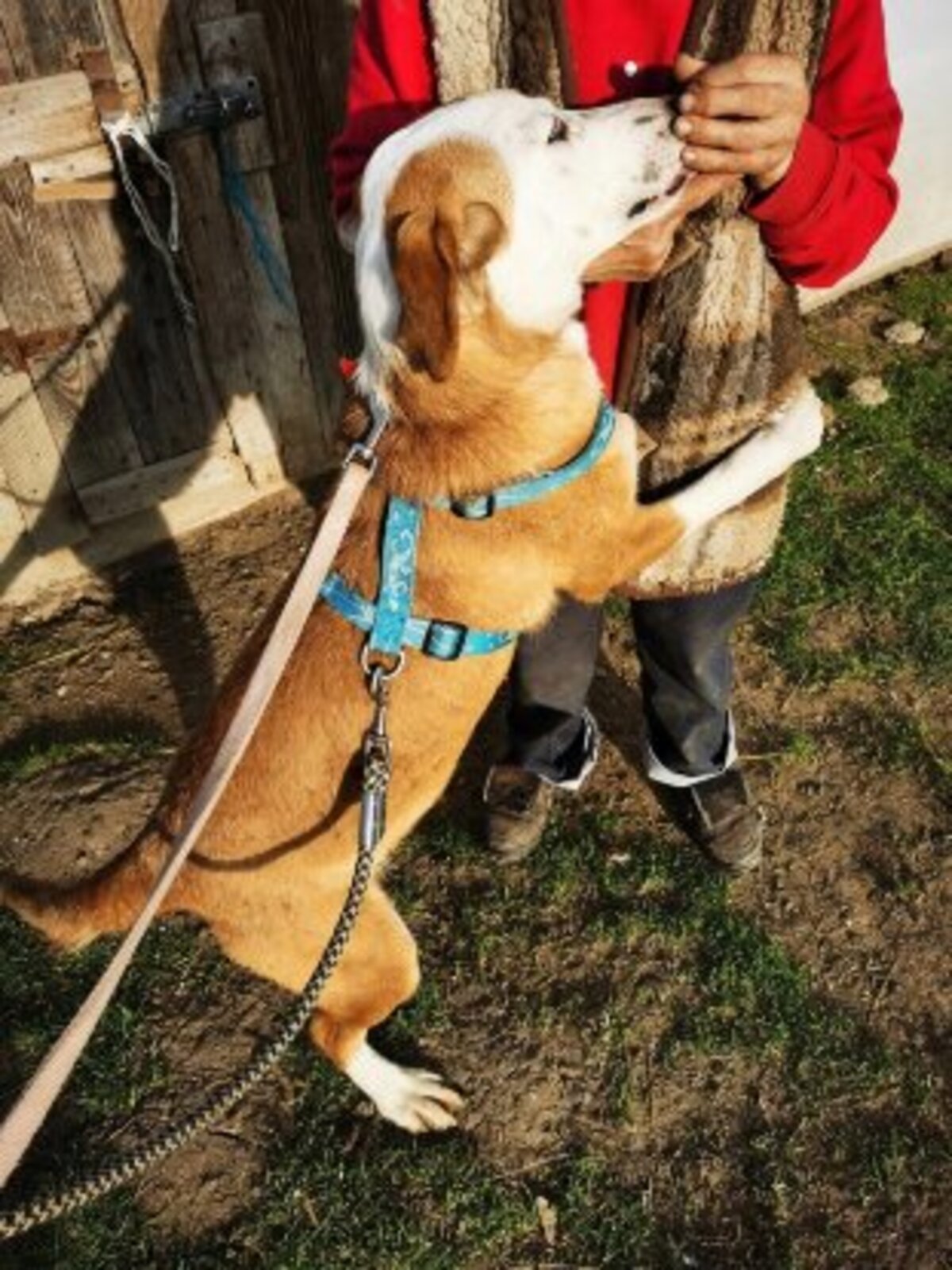 Adoption Blunote