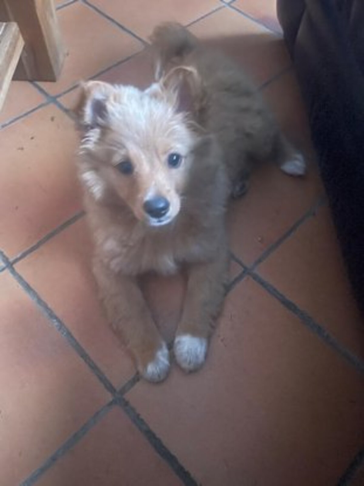 Adoption Bobby