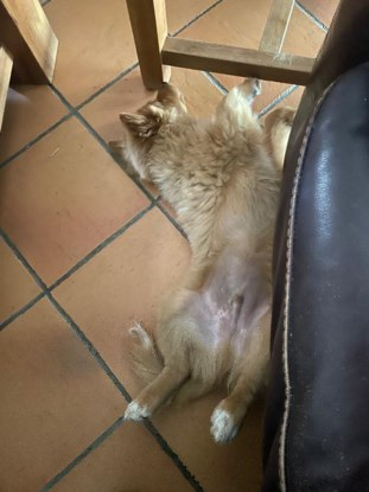 Adoption Bobby
