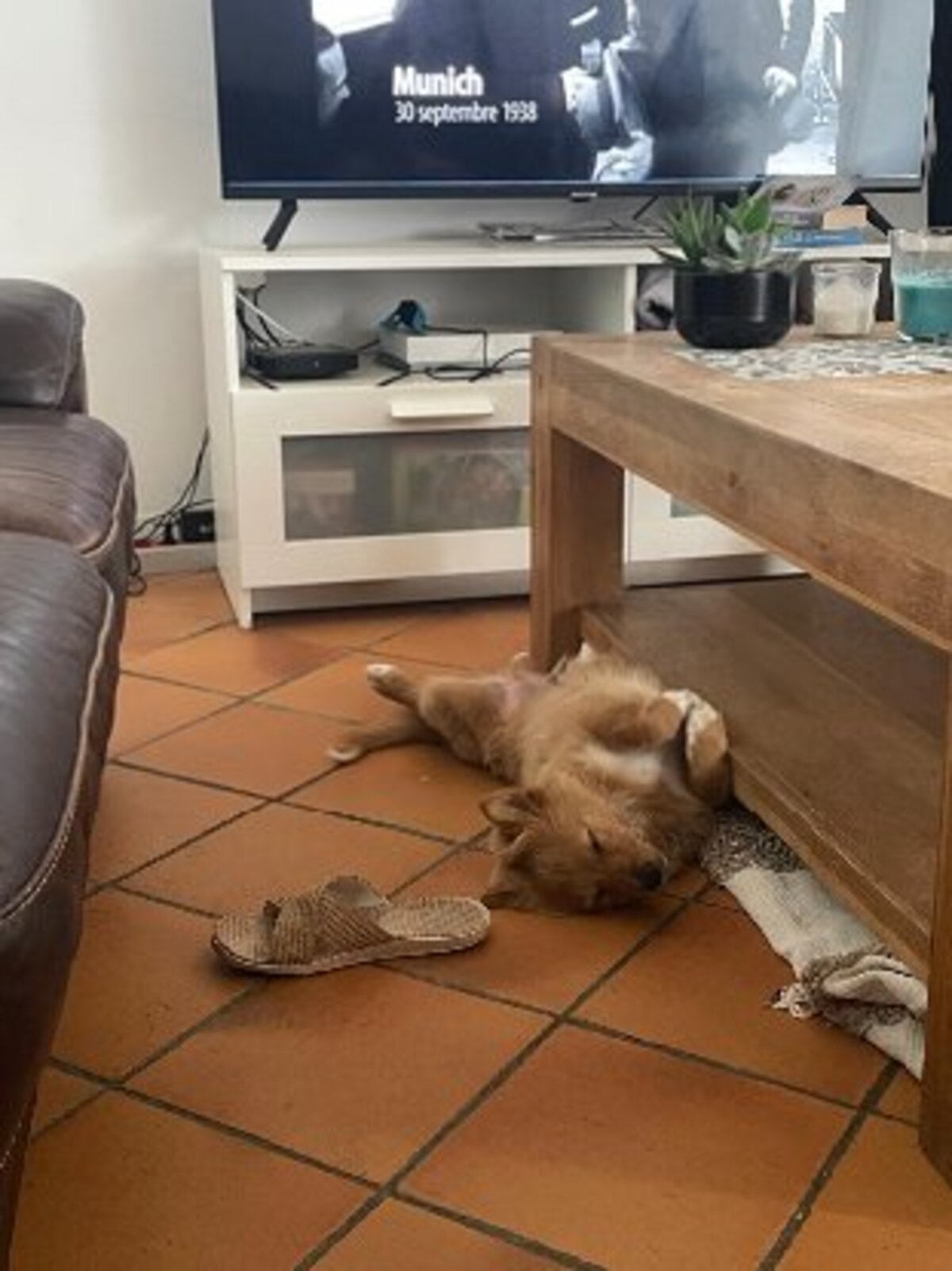 Adoption Bobby