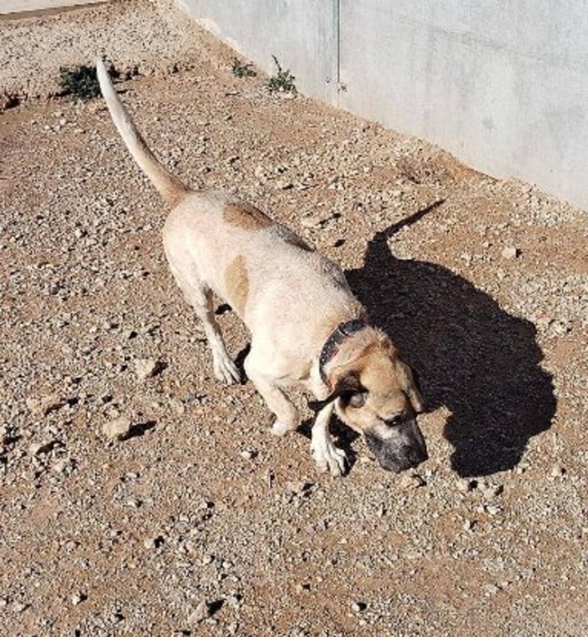 Adoption Bobichi