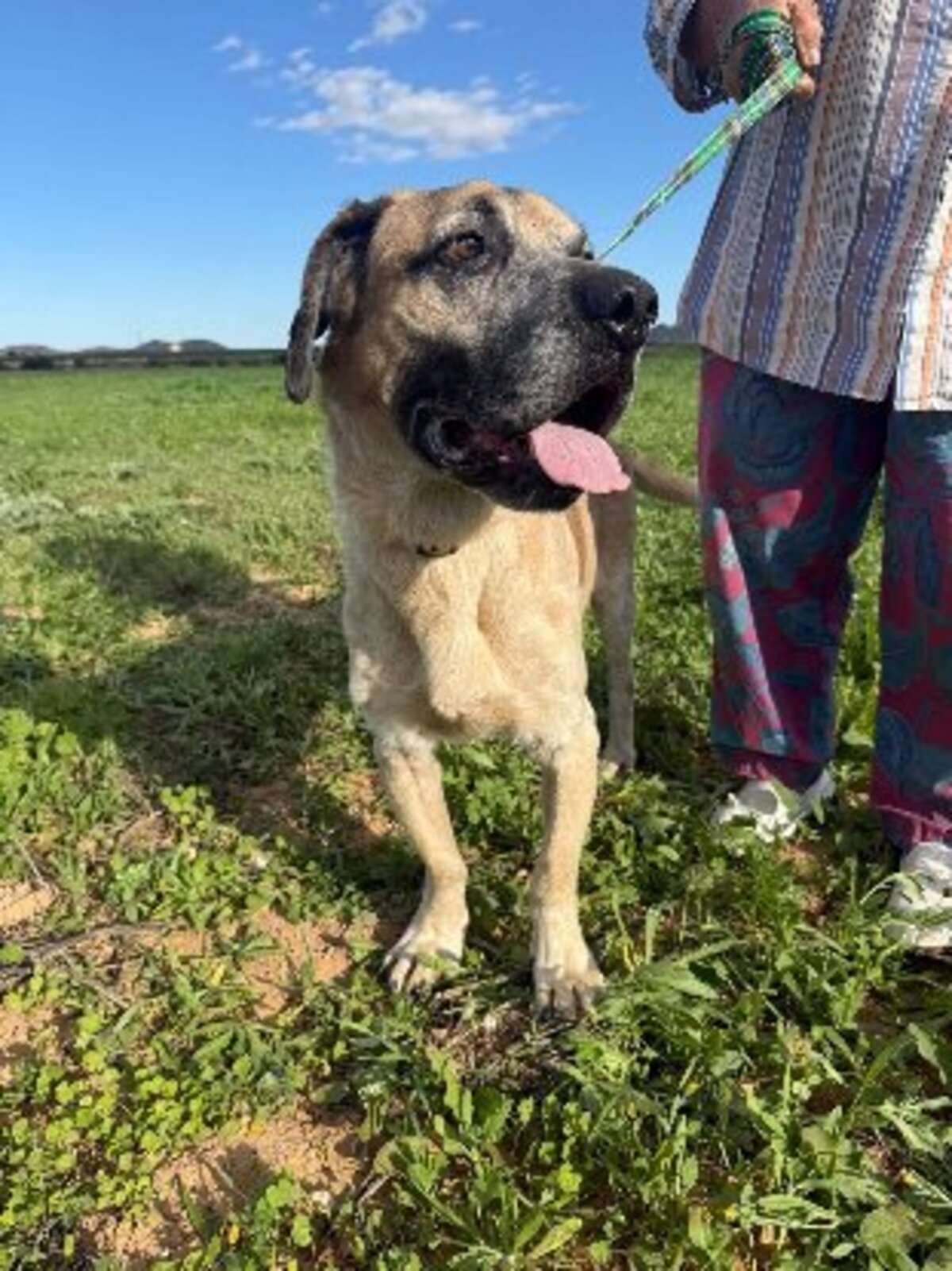 Adoption Bobichi