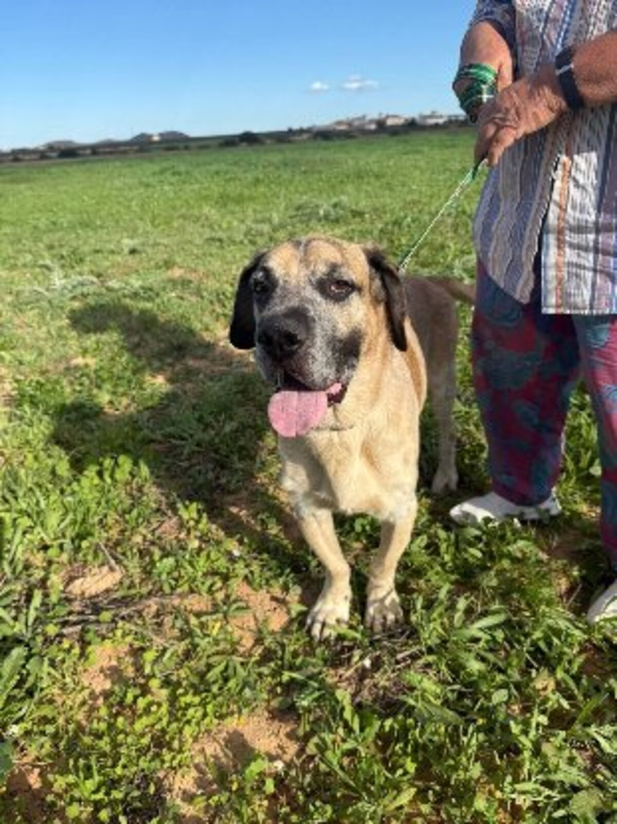 Adoption Bobichi