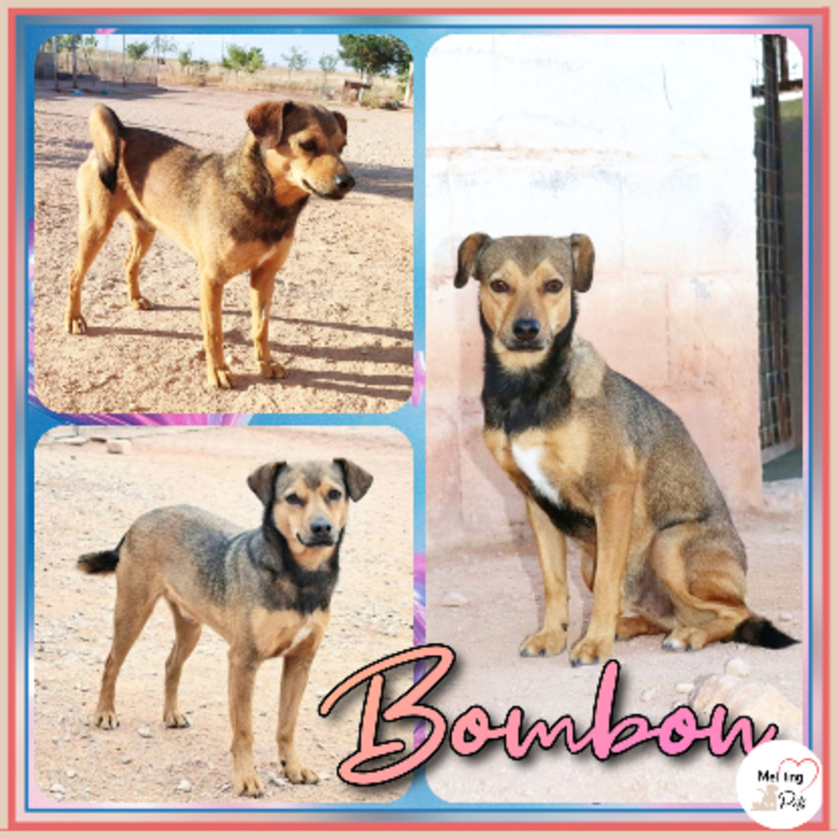 Adoption Bombon