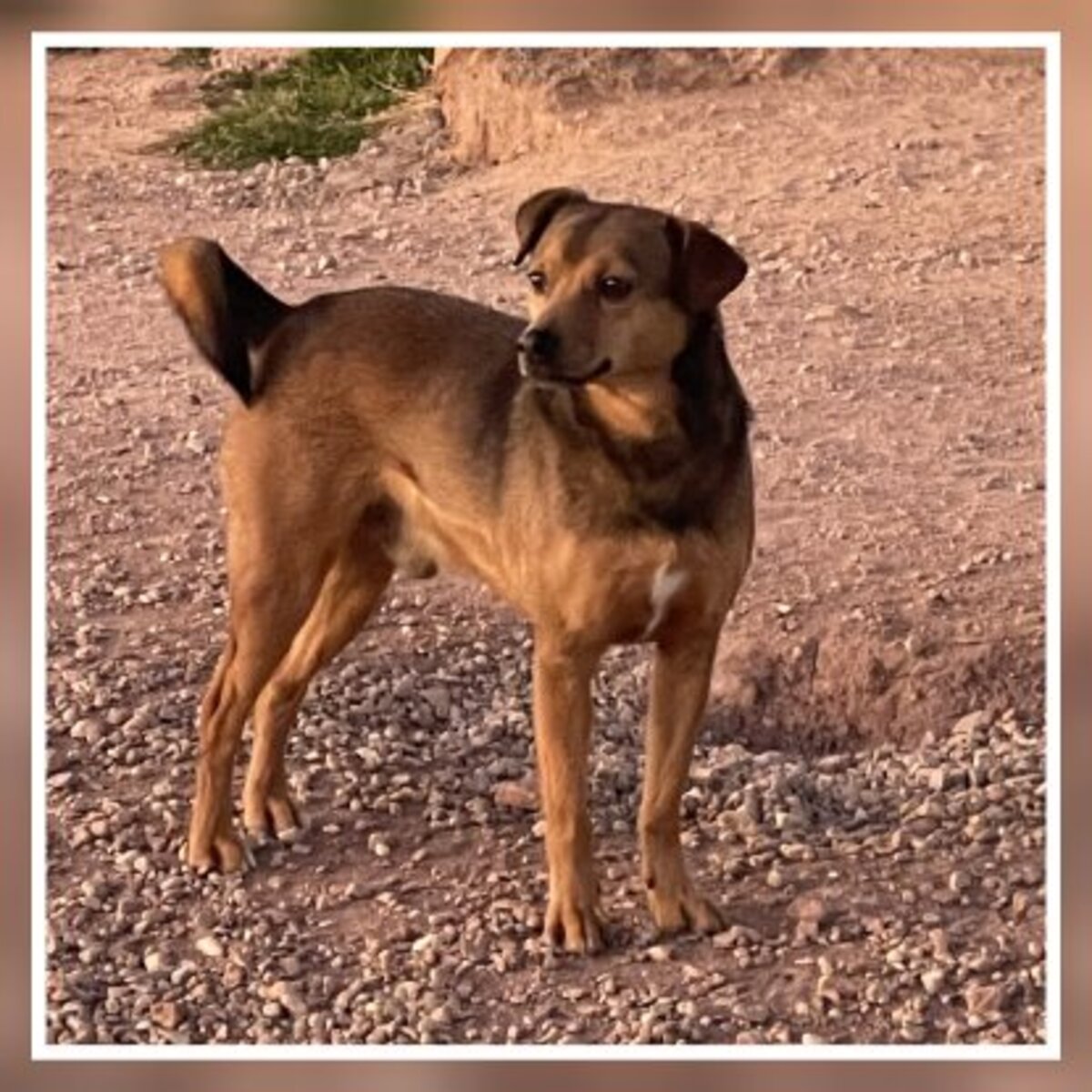 Adoption Bombon