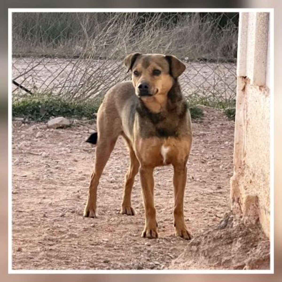 Adoption Bombon