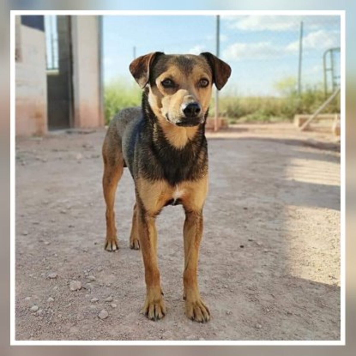 Adoption Bombon