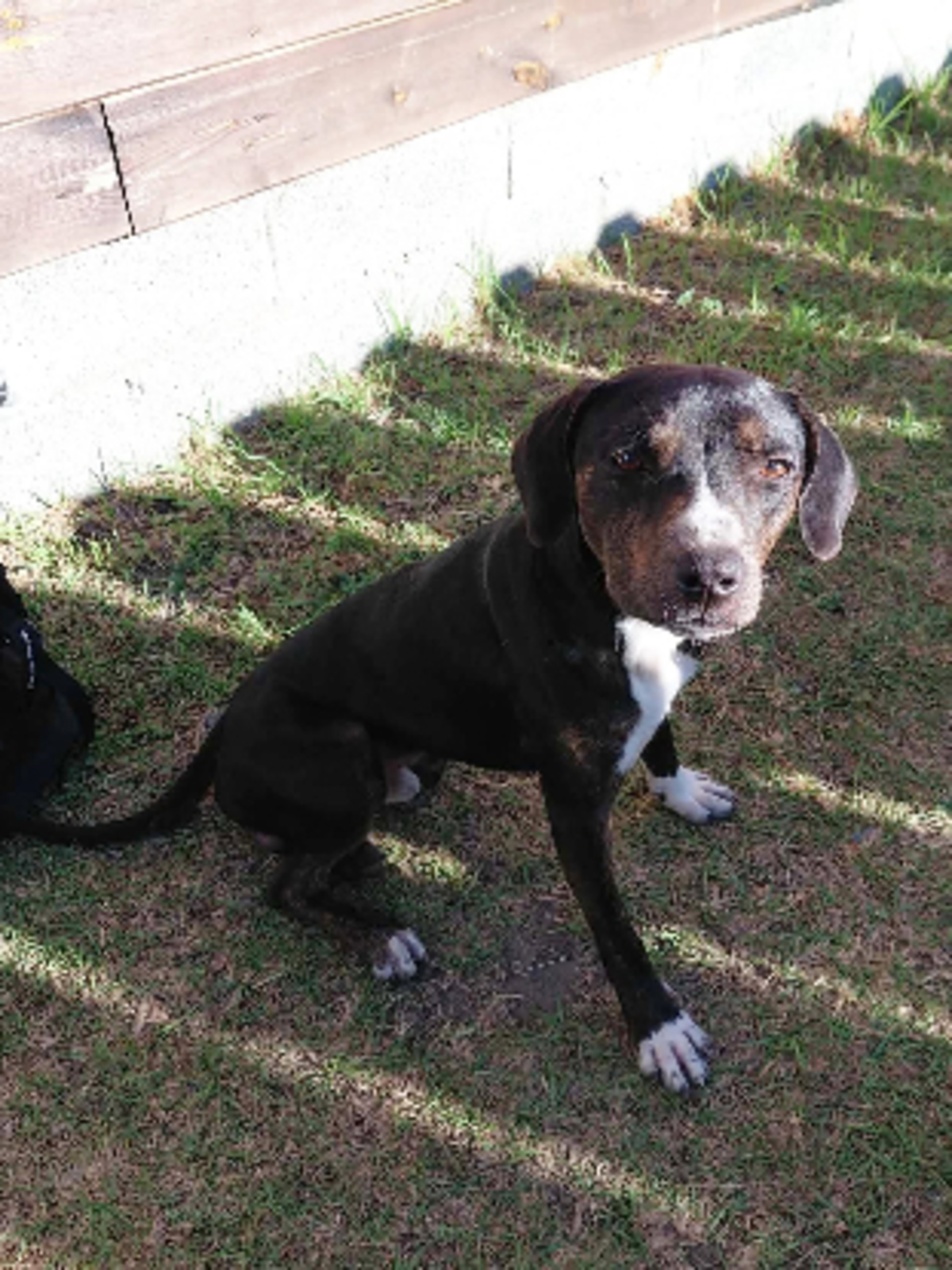 Adoption Bonanga