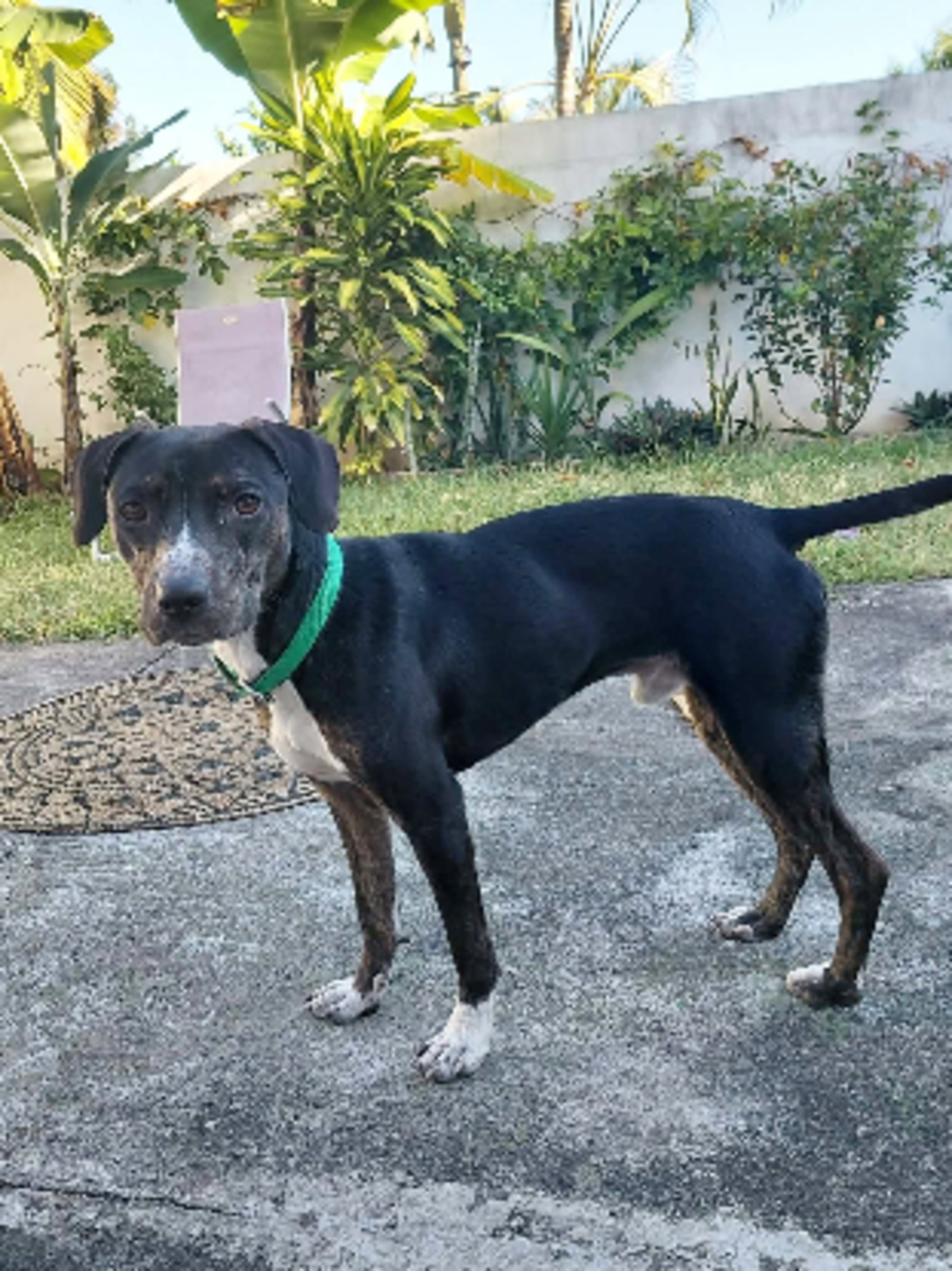 Adoption Bonanga