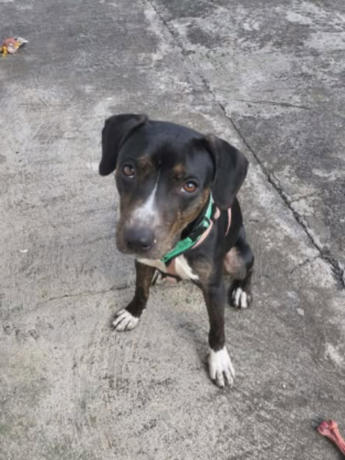 Adoption Bonanga