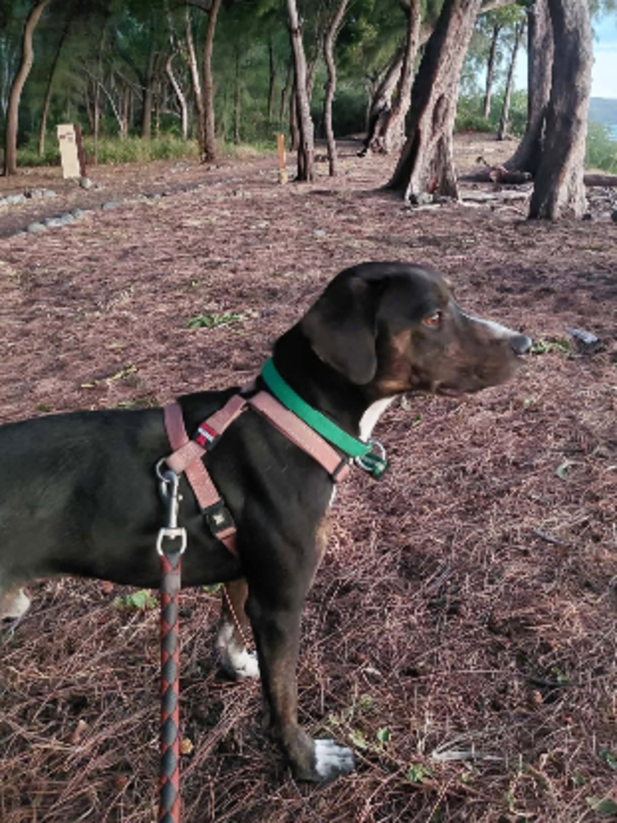 Adoption Bonanga