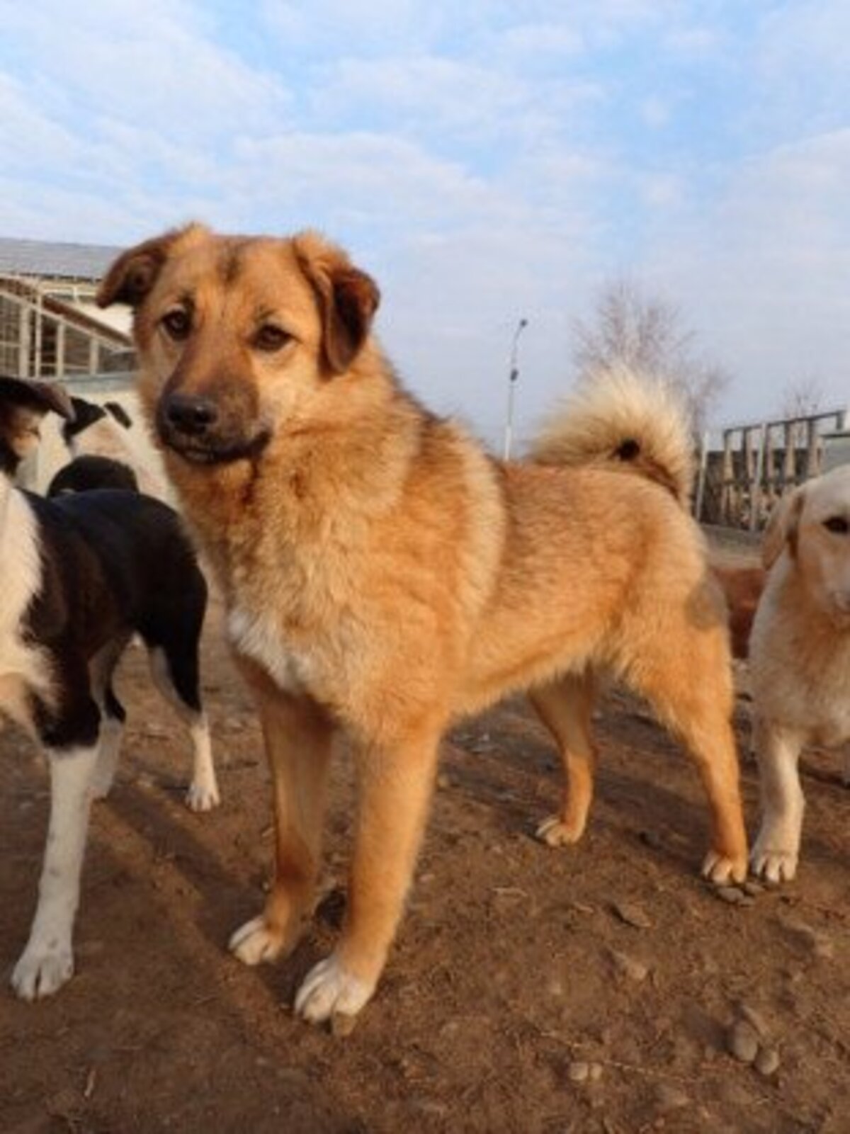 Adoption Bonifacio