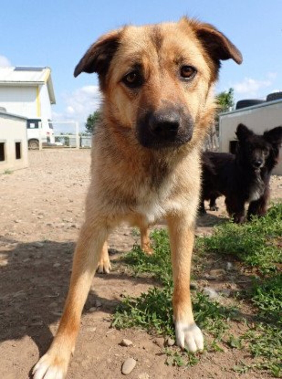 Adoption Bonifacio