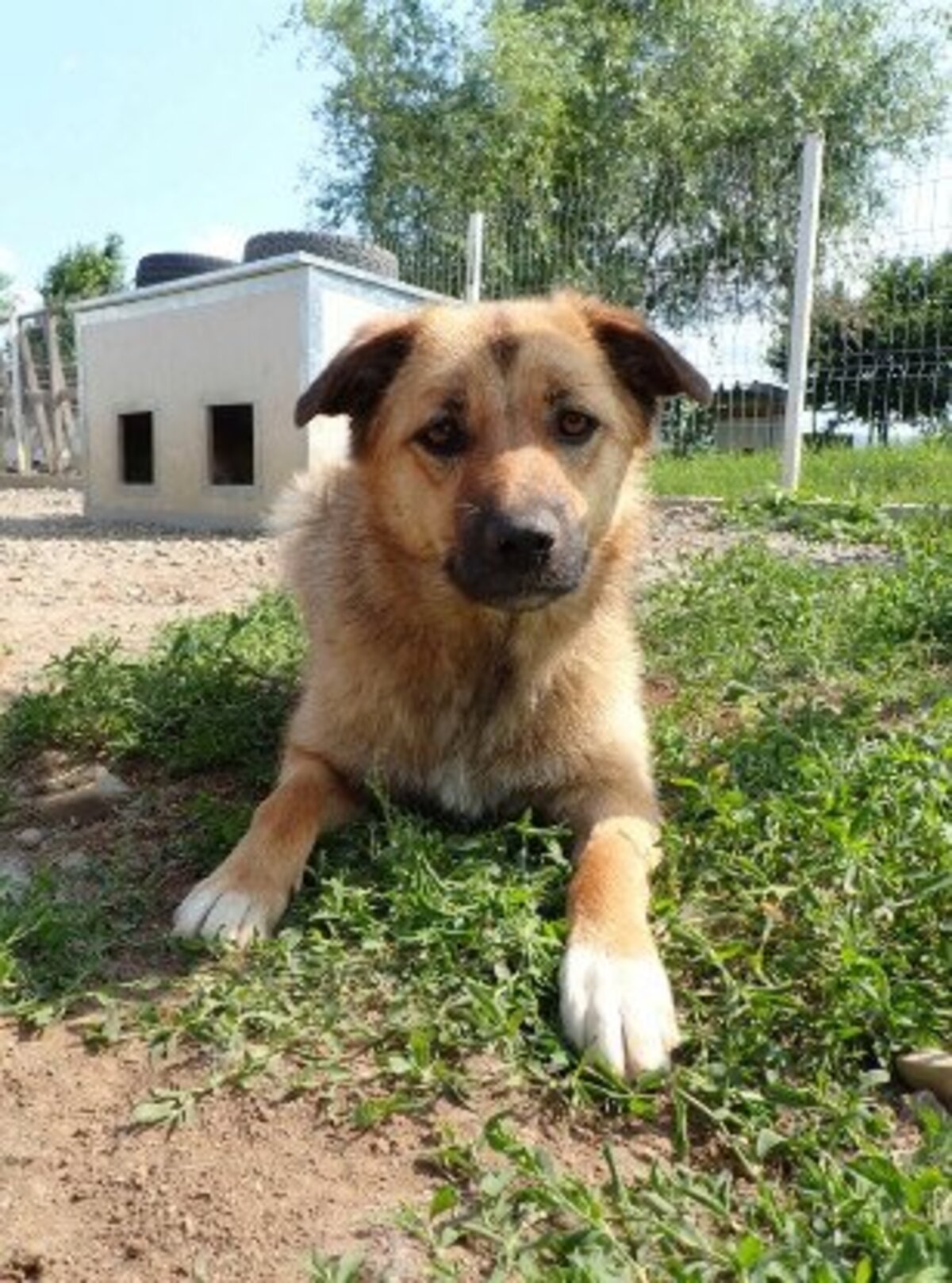 Adoption Bonifacio