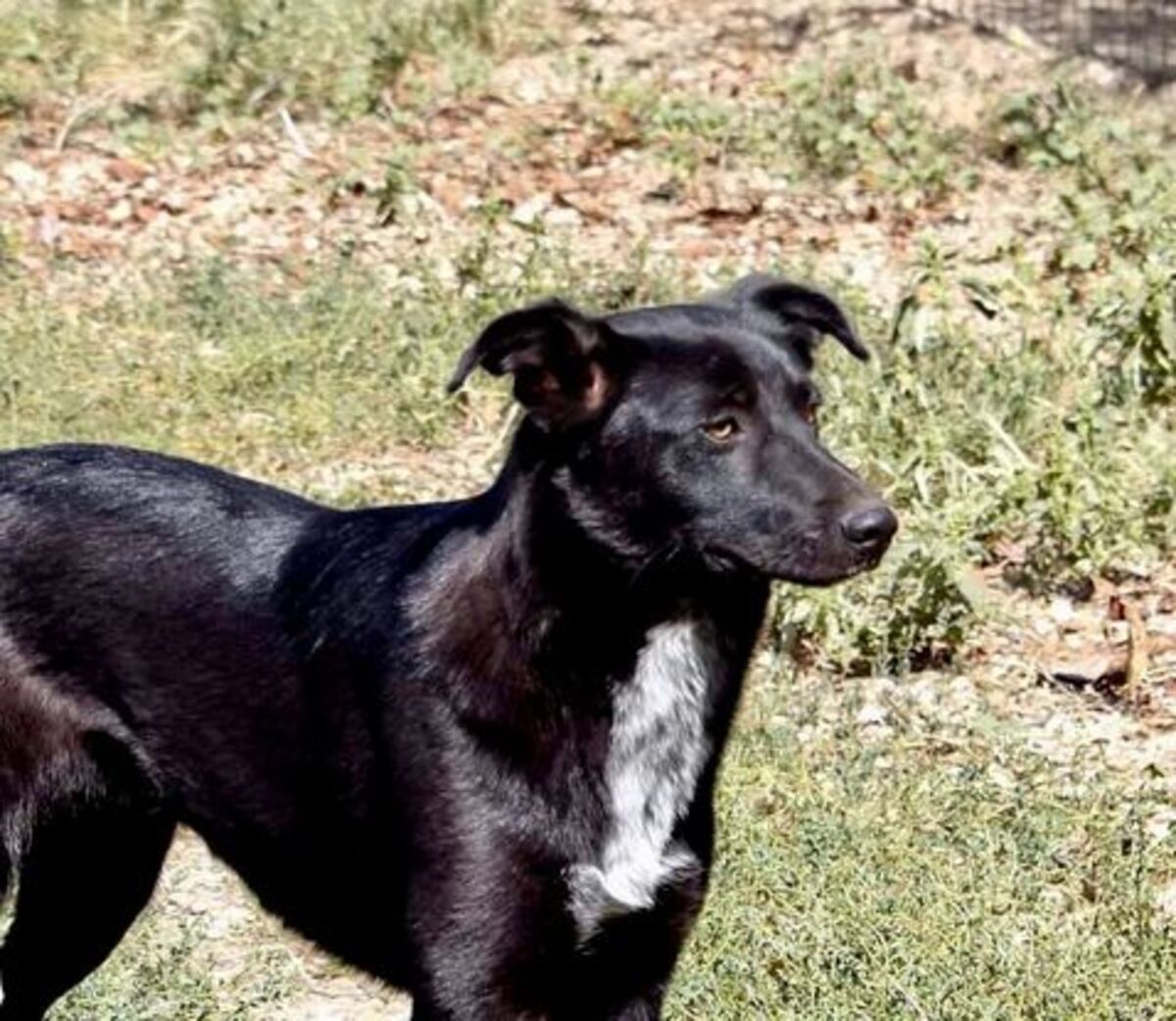 Adoption Bonnie