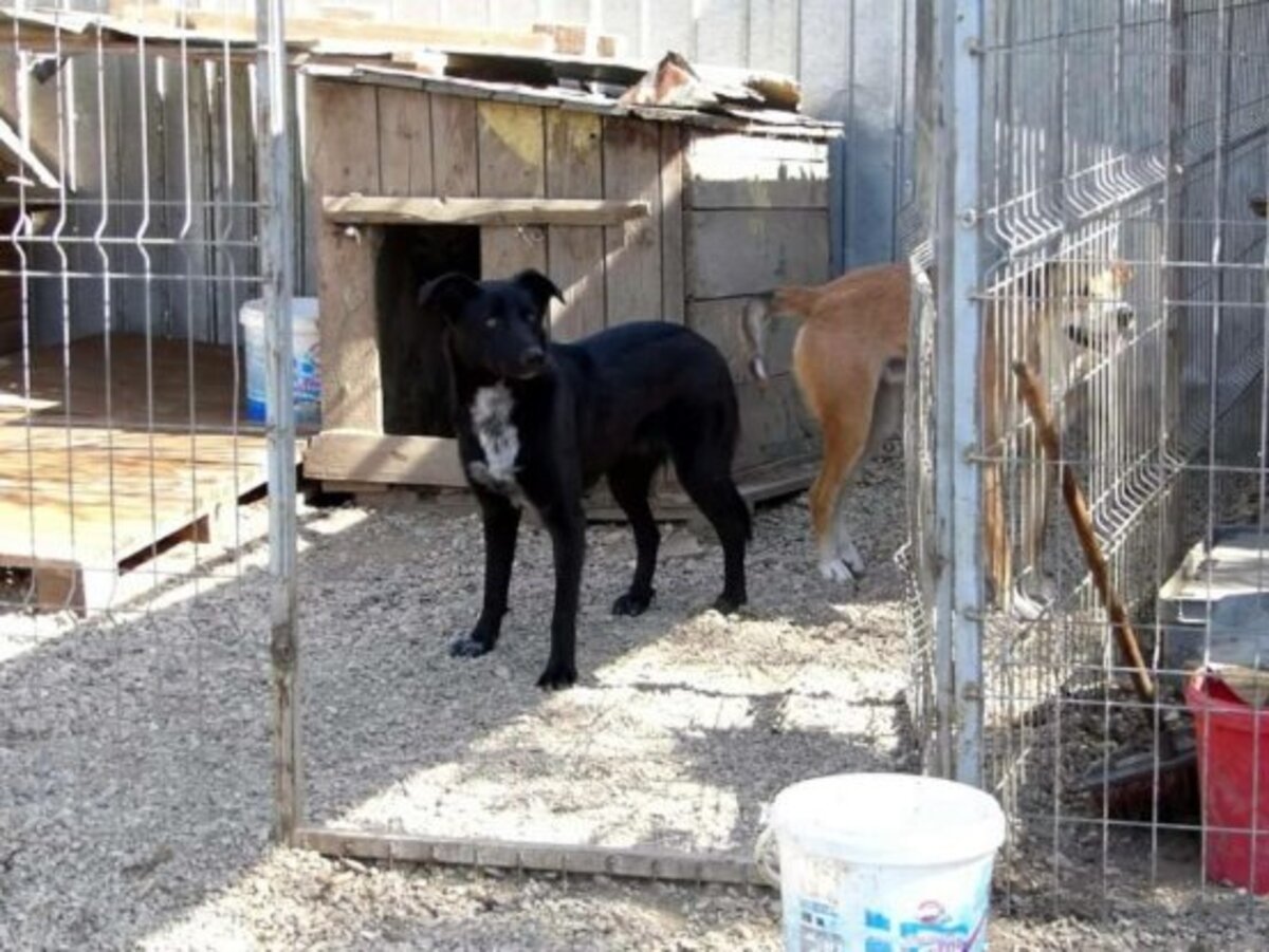 Adoption Bonnie