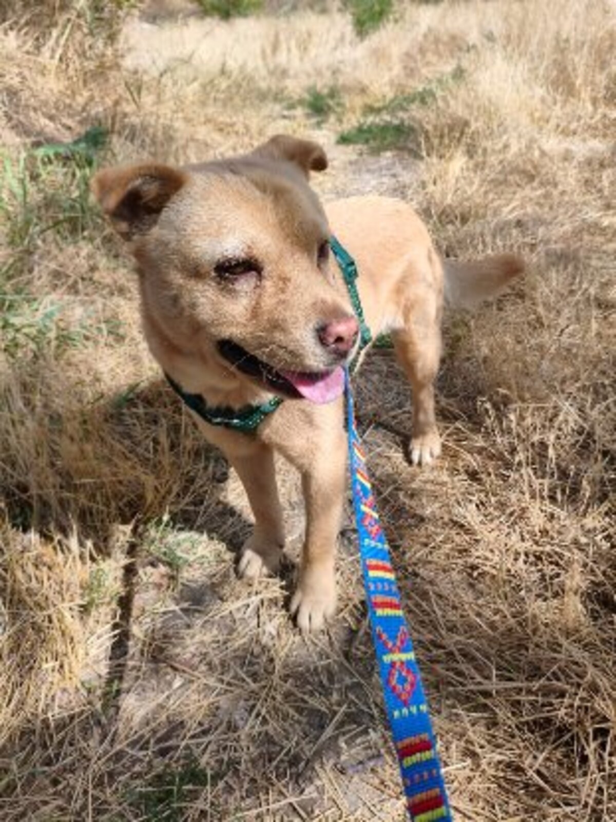 Adoption Bonnie