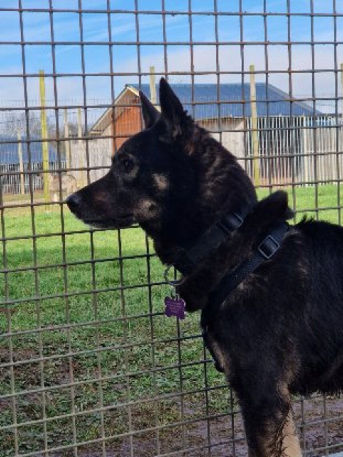 Adoption Bonnie