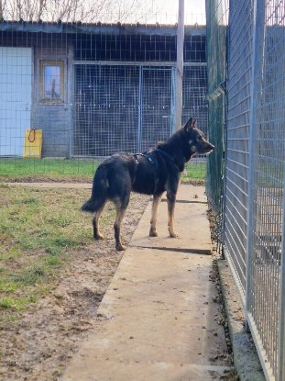 Adoption Bonnie