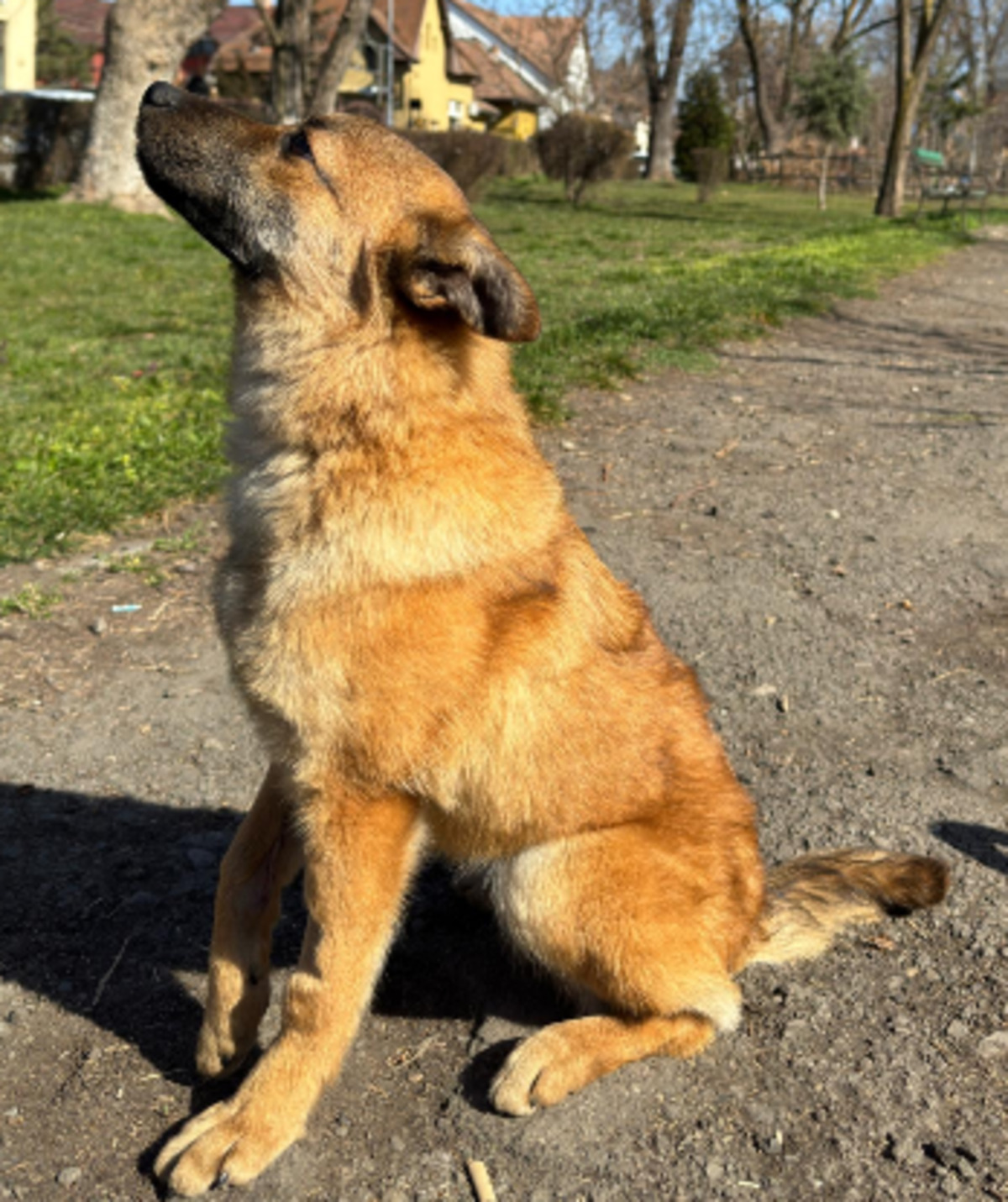 Adoption Boon
