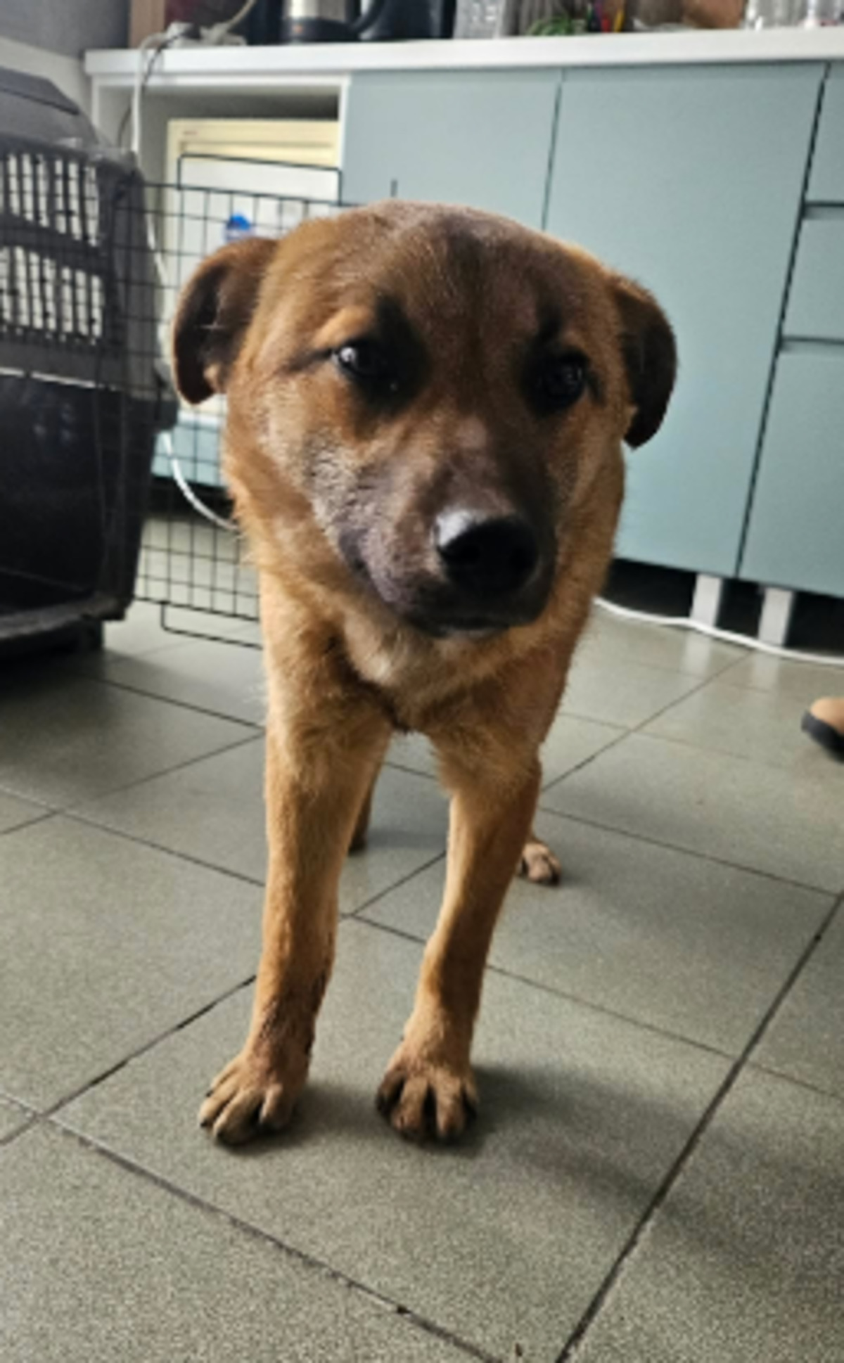Adoption Boon