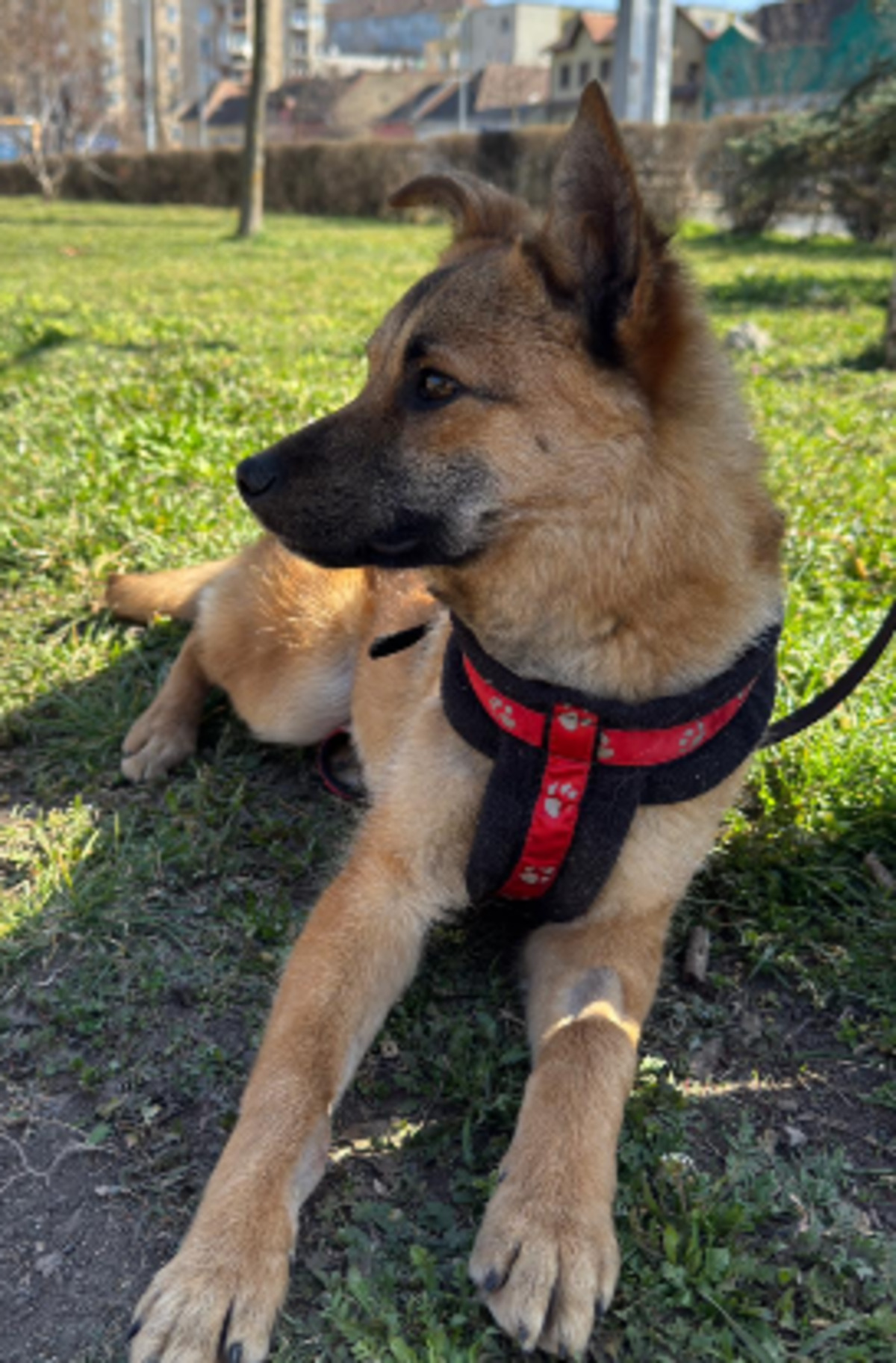Adoption Boon