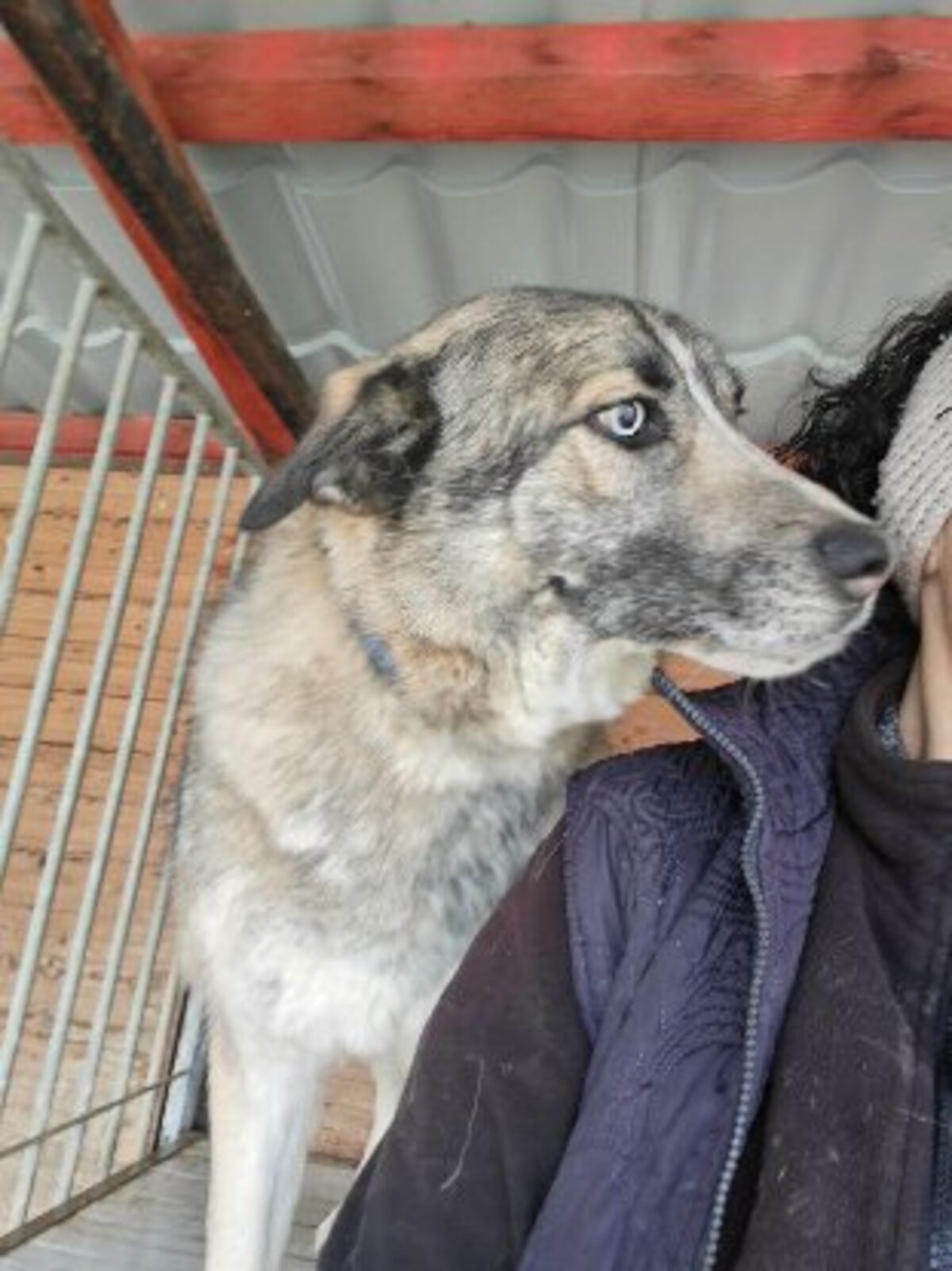 Adoption Bossi