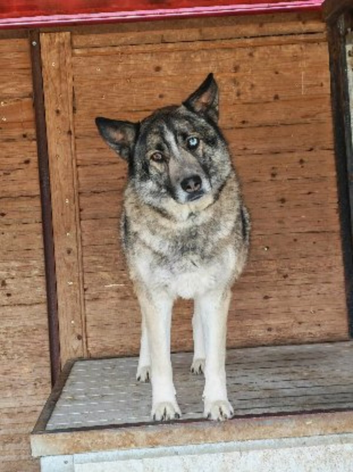 Adoption Bossi