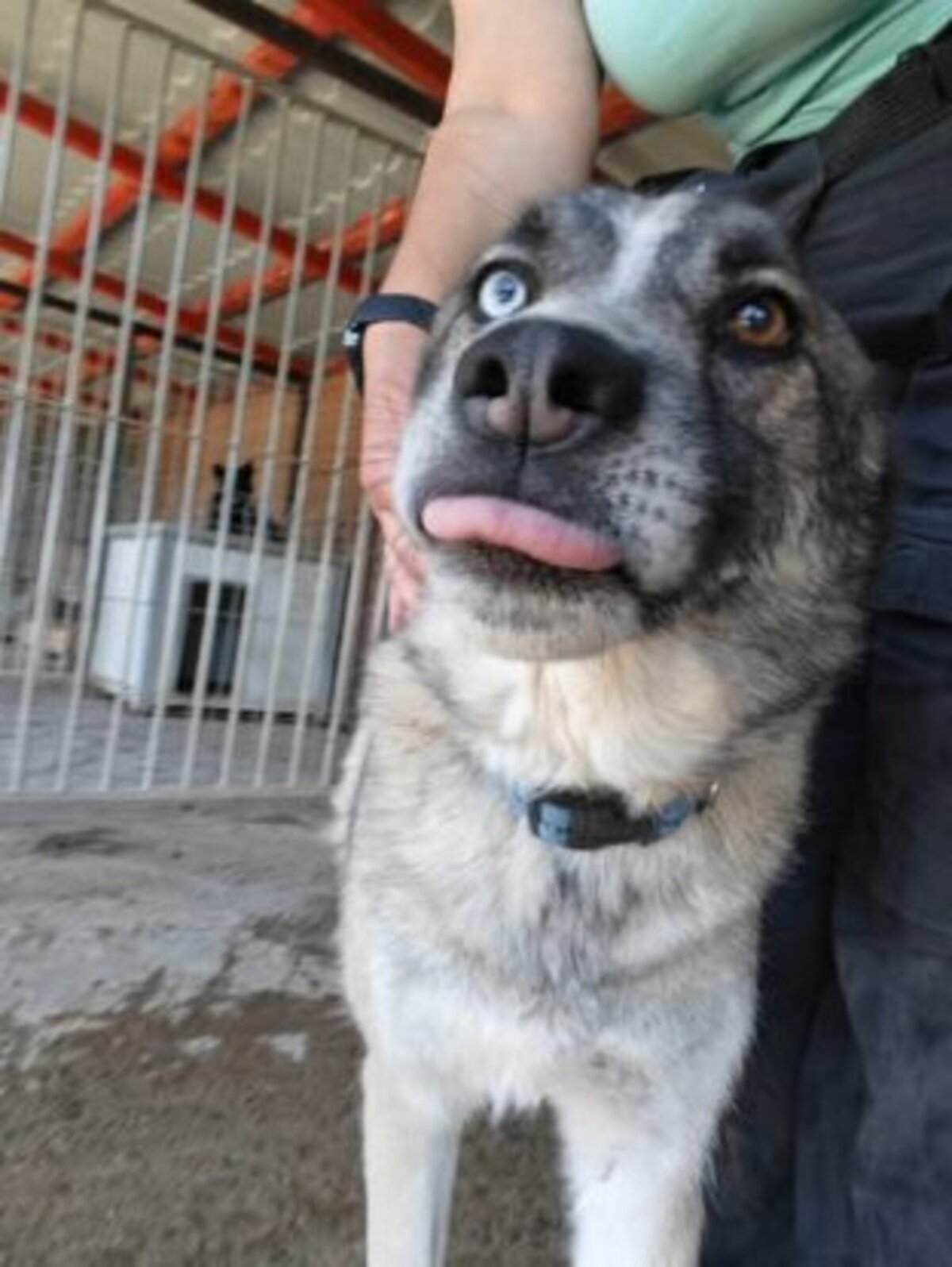 Adoption Bossi