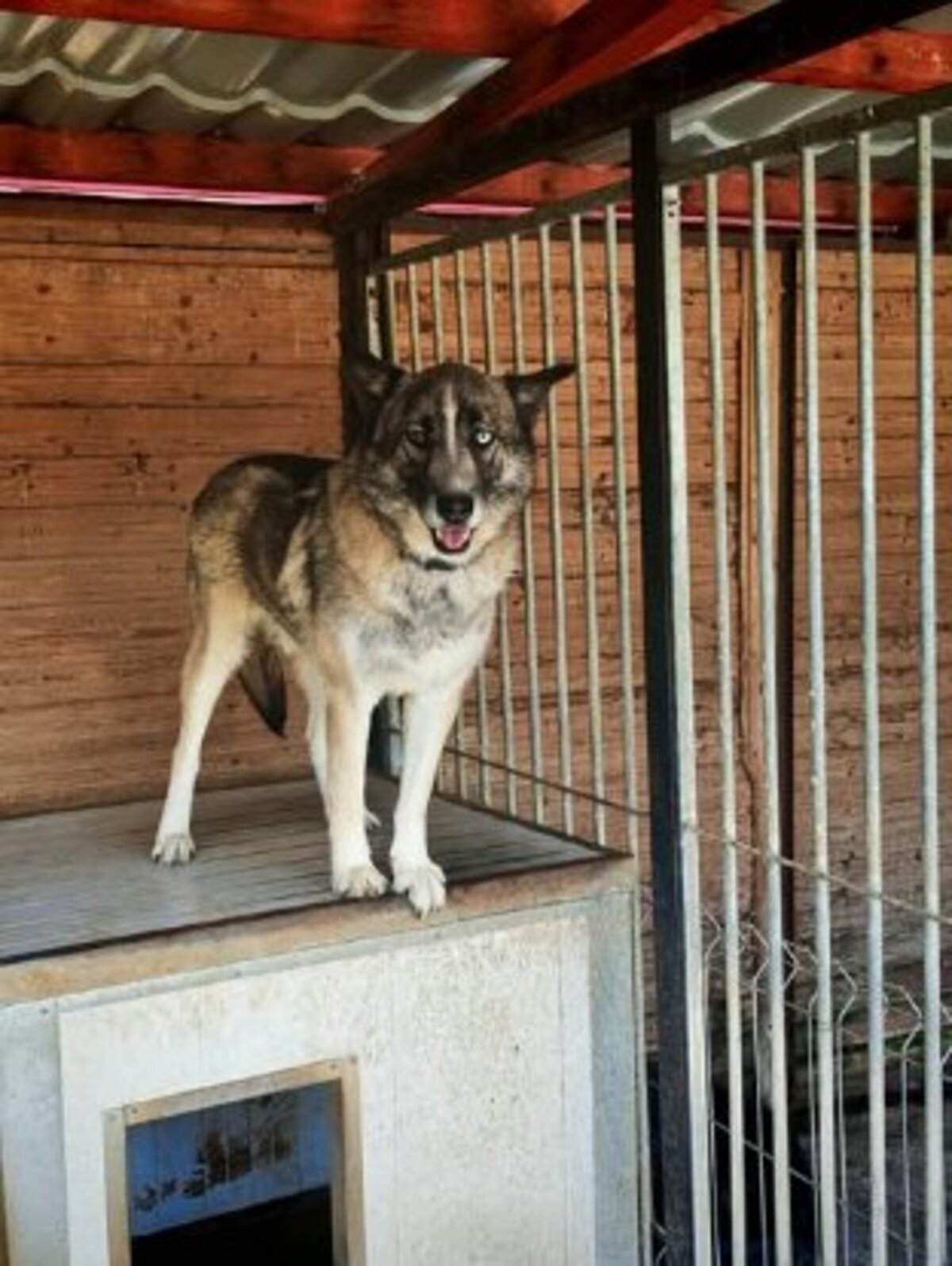 Adoption Bossi