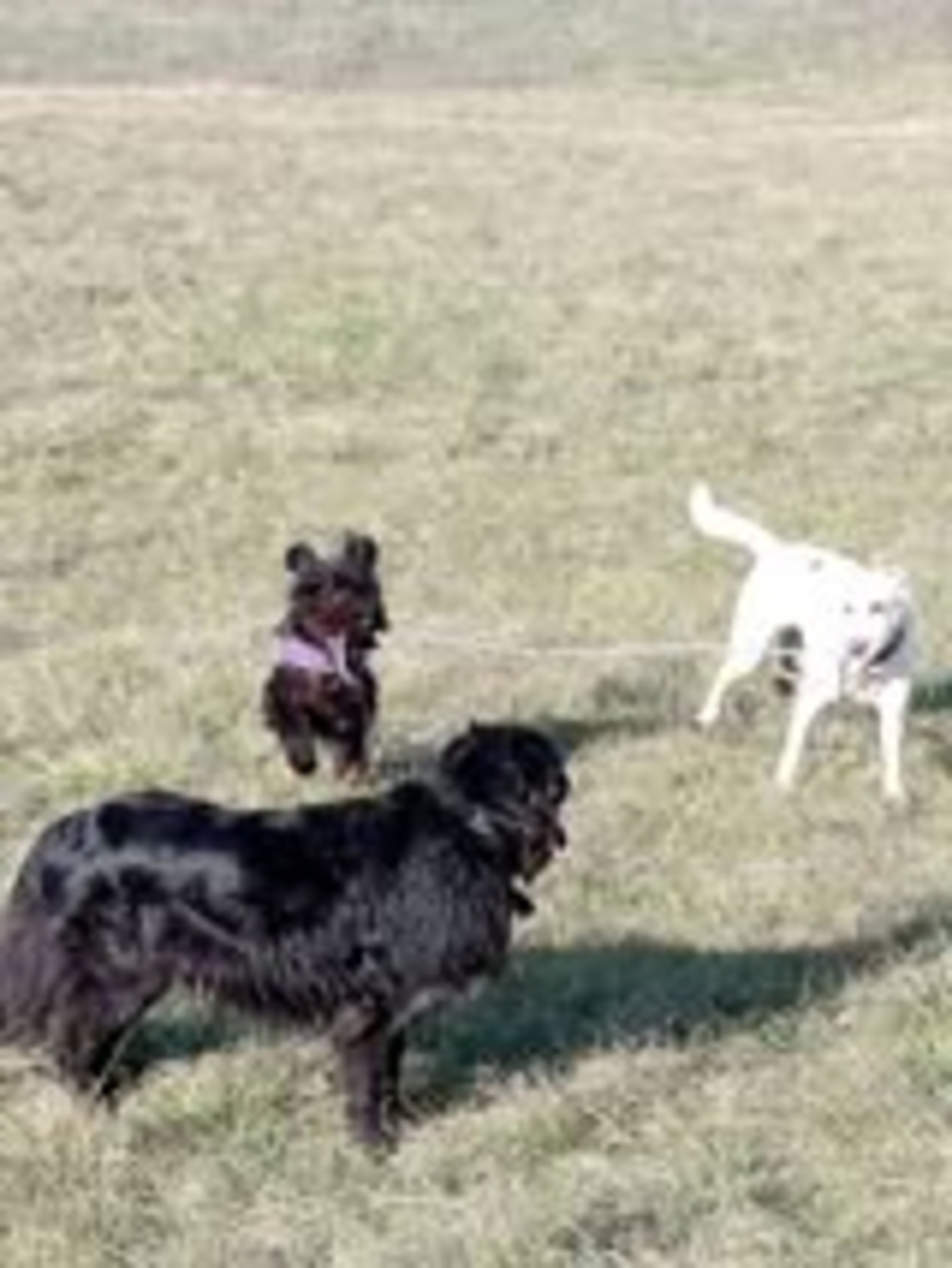 Adoption Bouba