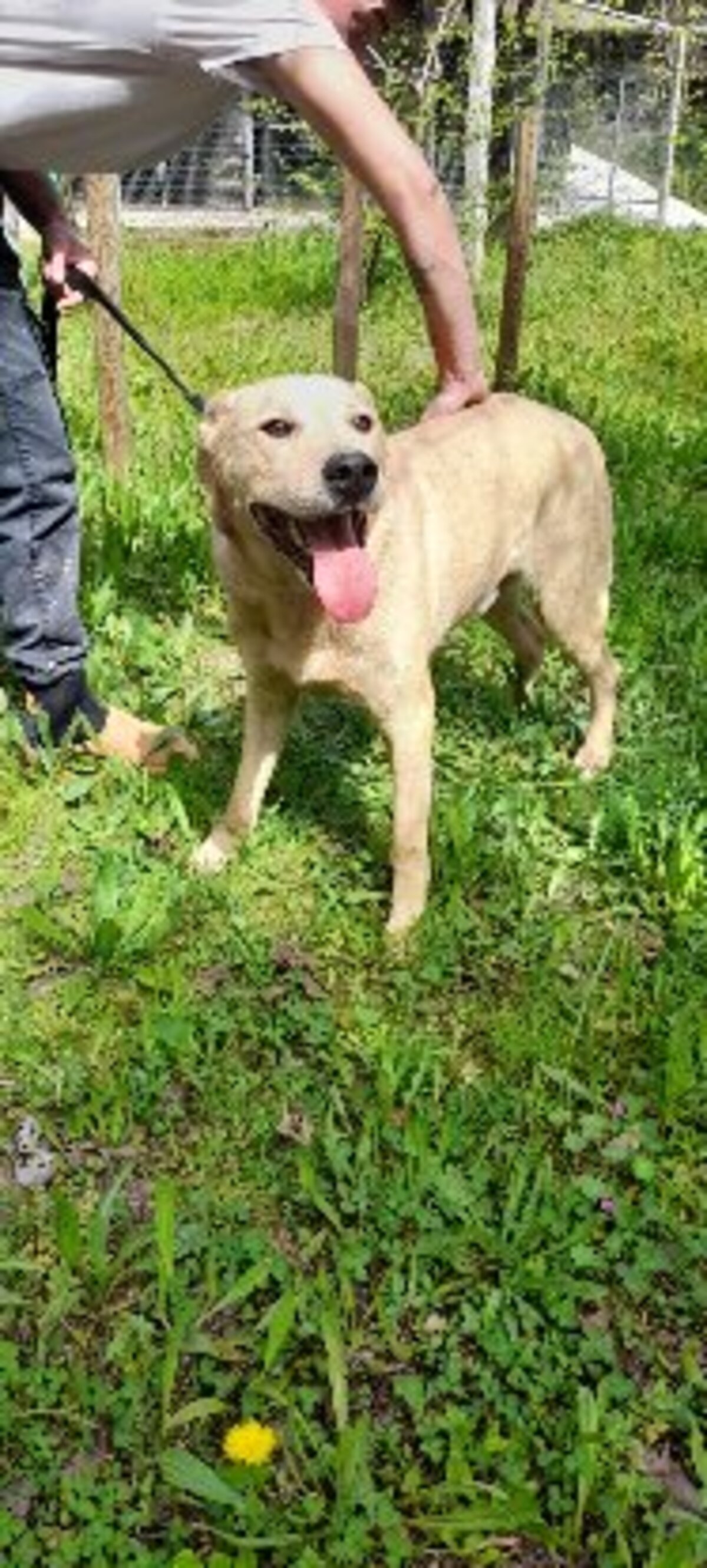 Adoption Bowie