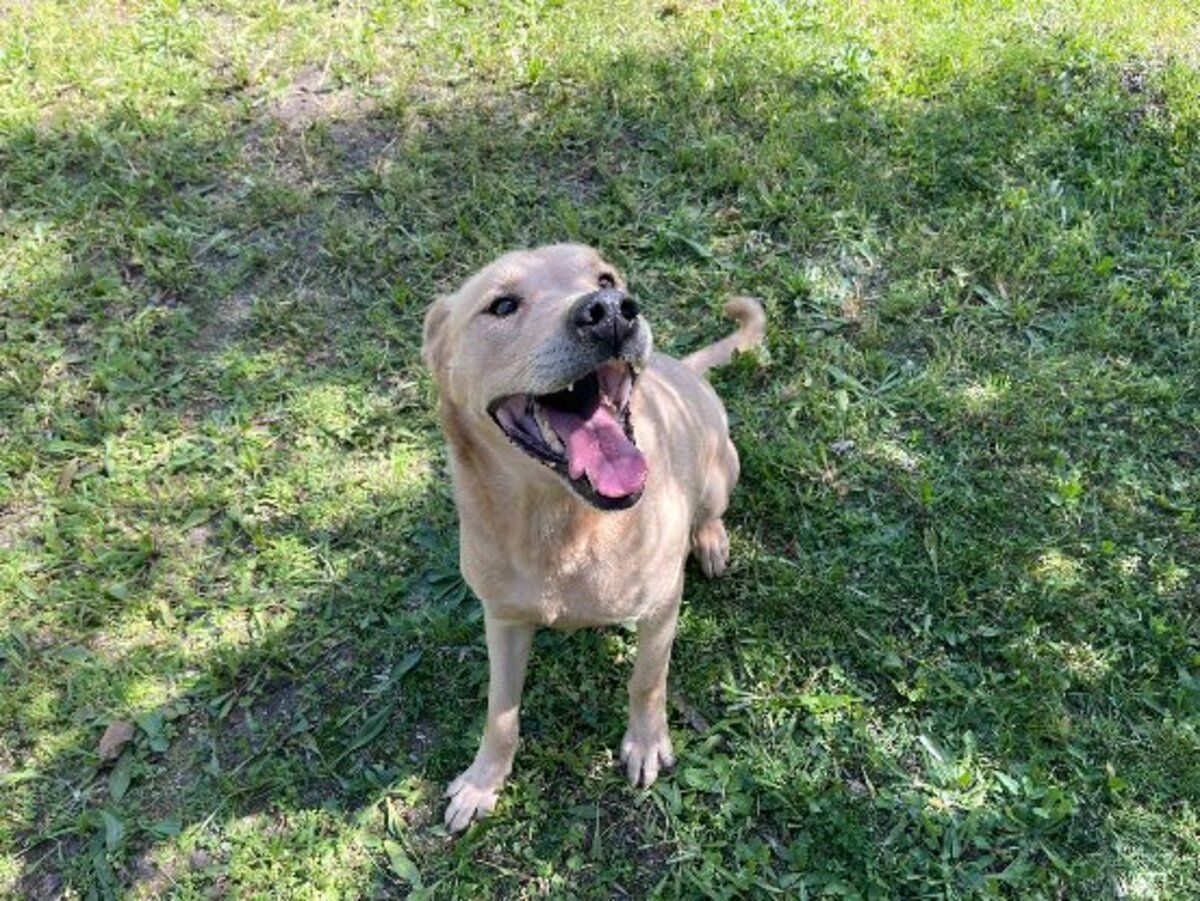 Adoption Bowie