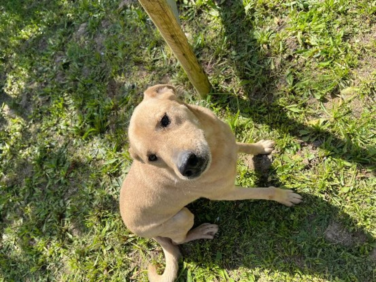 Adoption Bowie