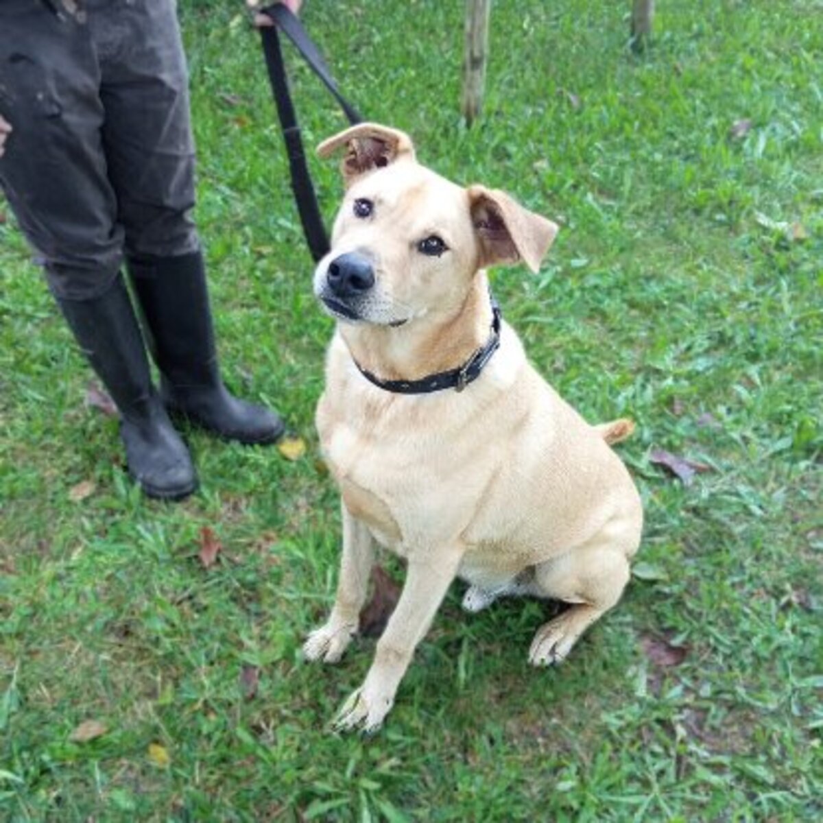 Adoption Bowie