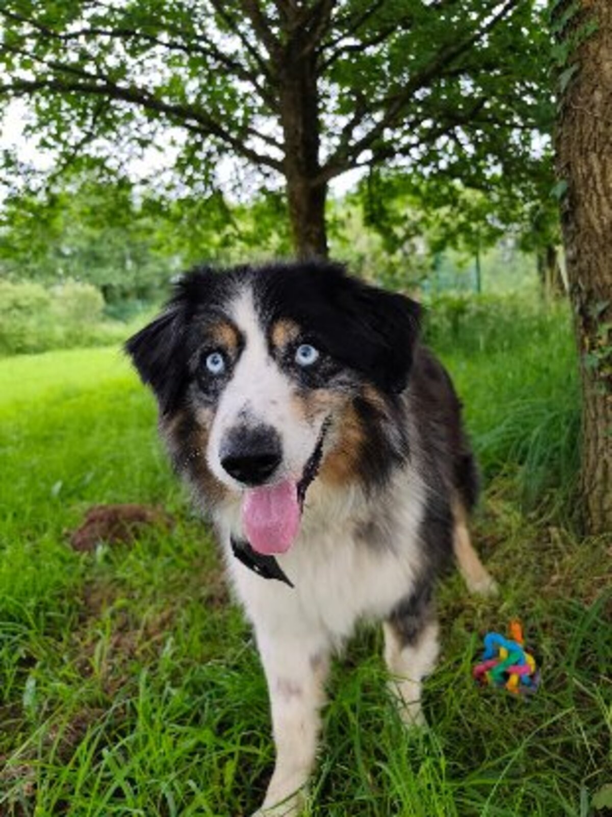 Adoption Boy