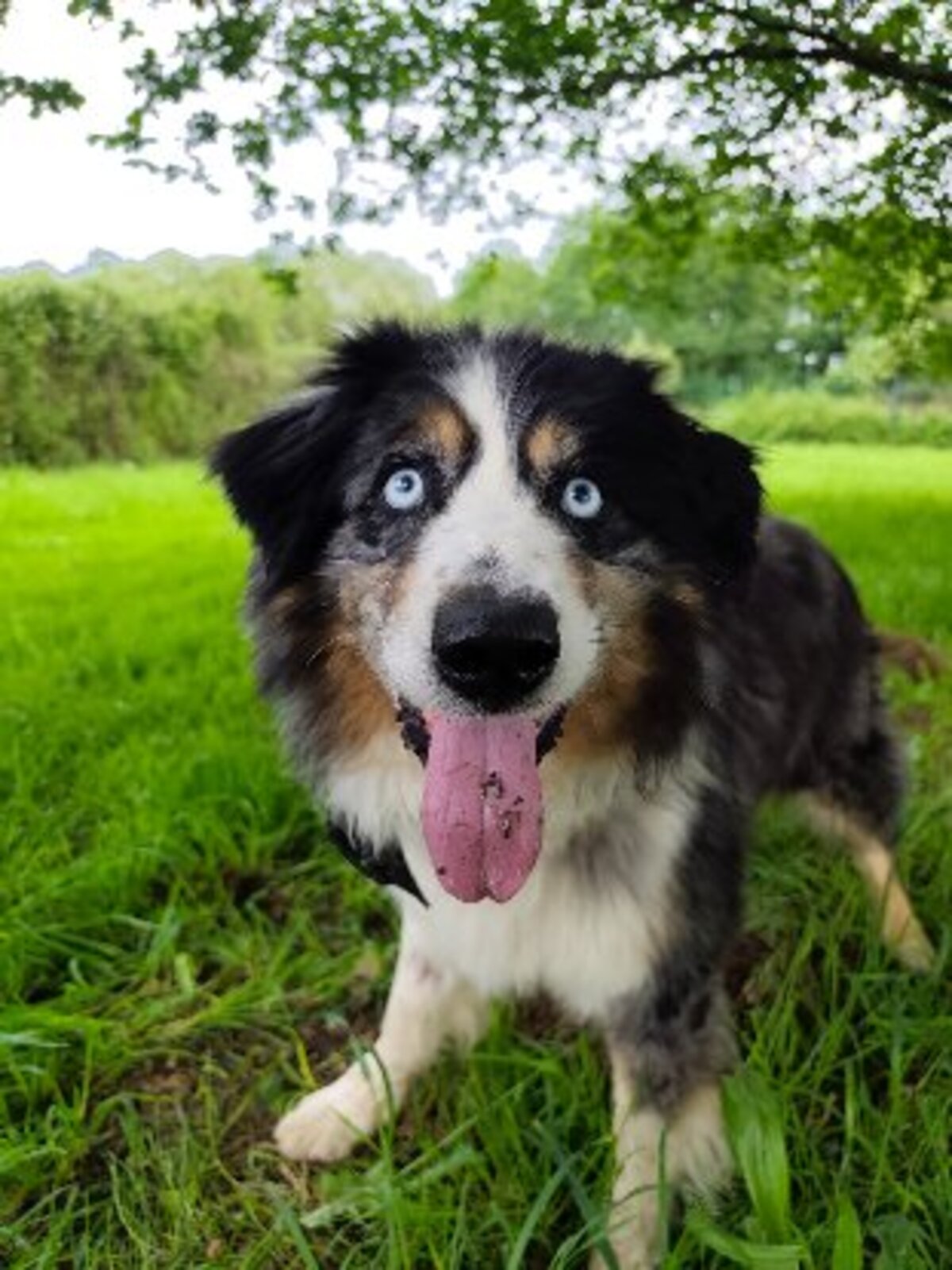 Adoption Boy