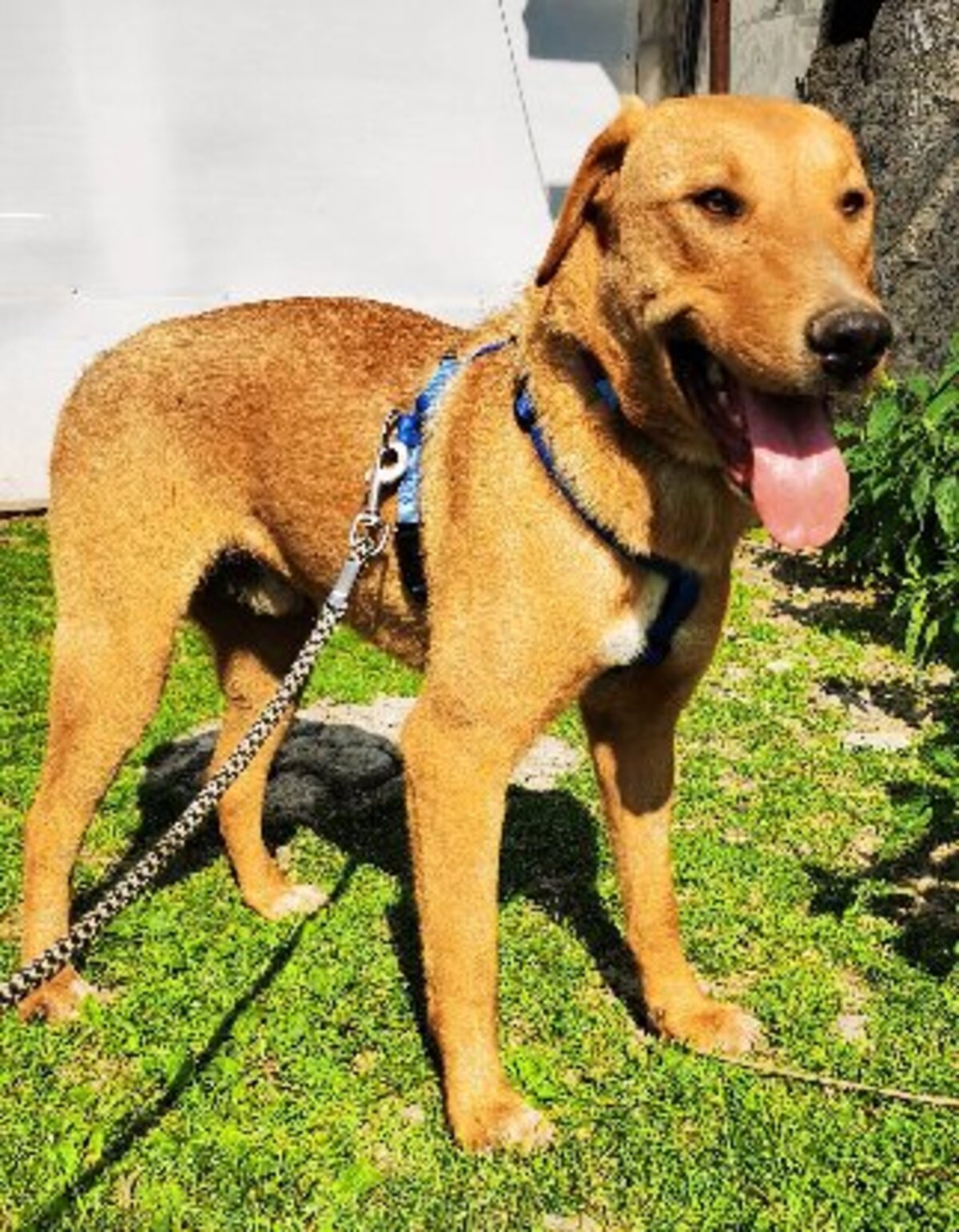 Adoption Brando