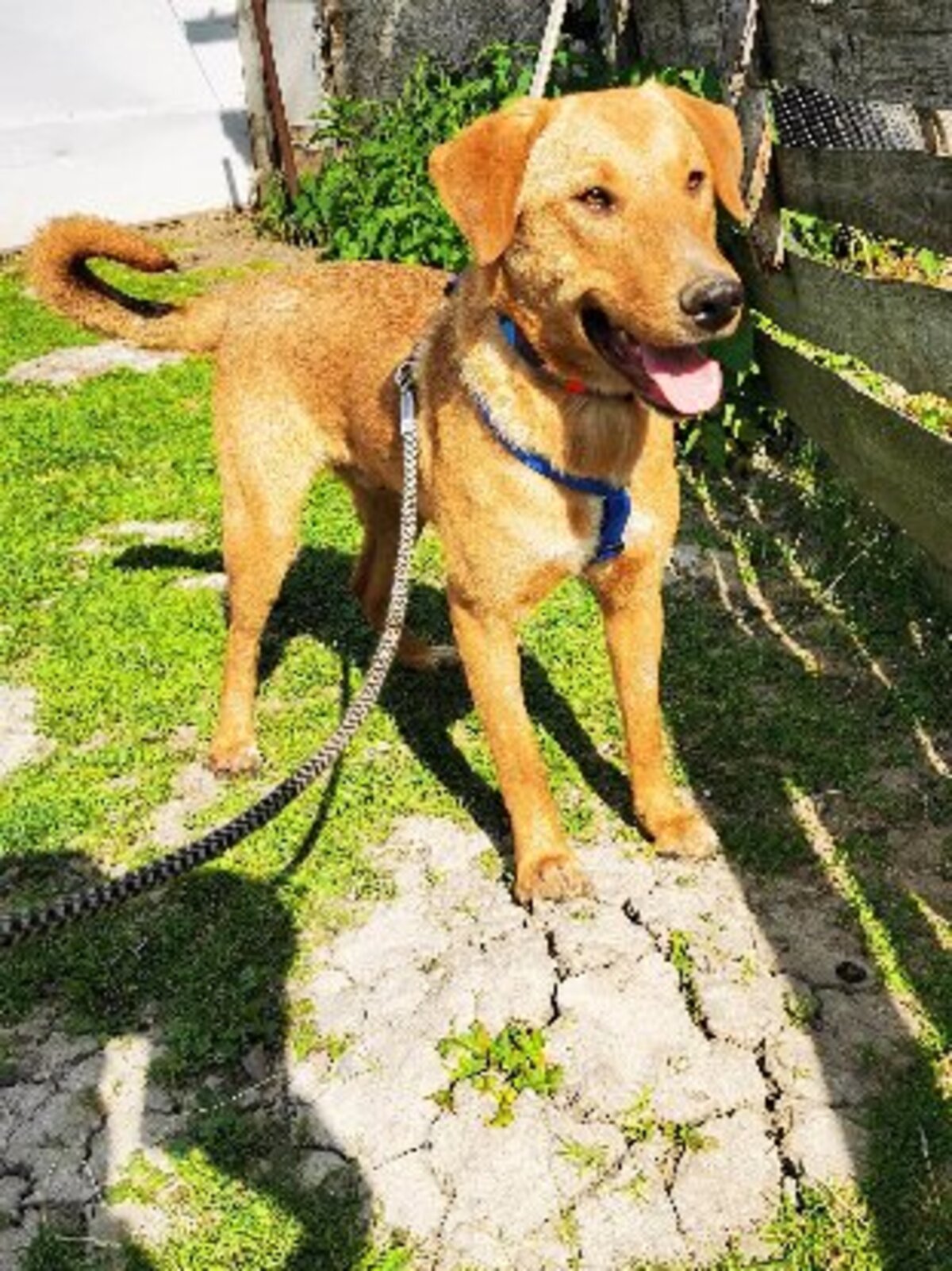 Adoption Brando