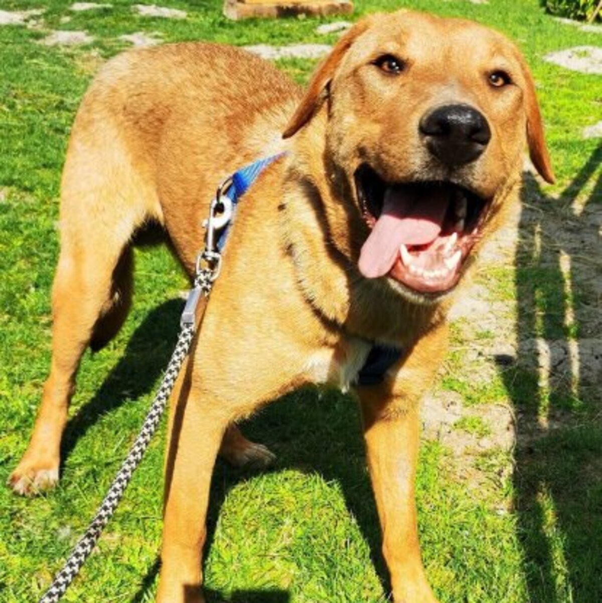 Adoption Brando